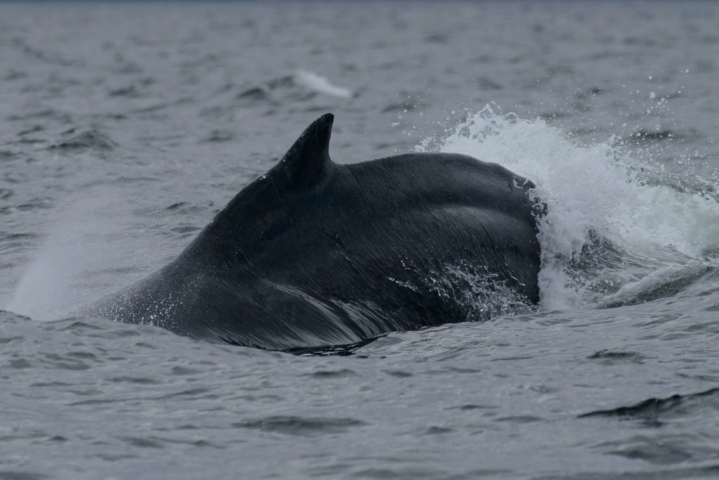 July 25, 2023, 10:30 AM - Who's chasing who?