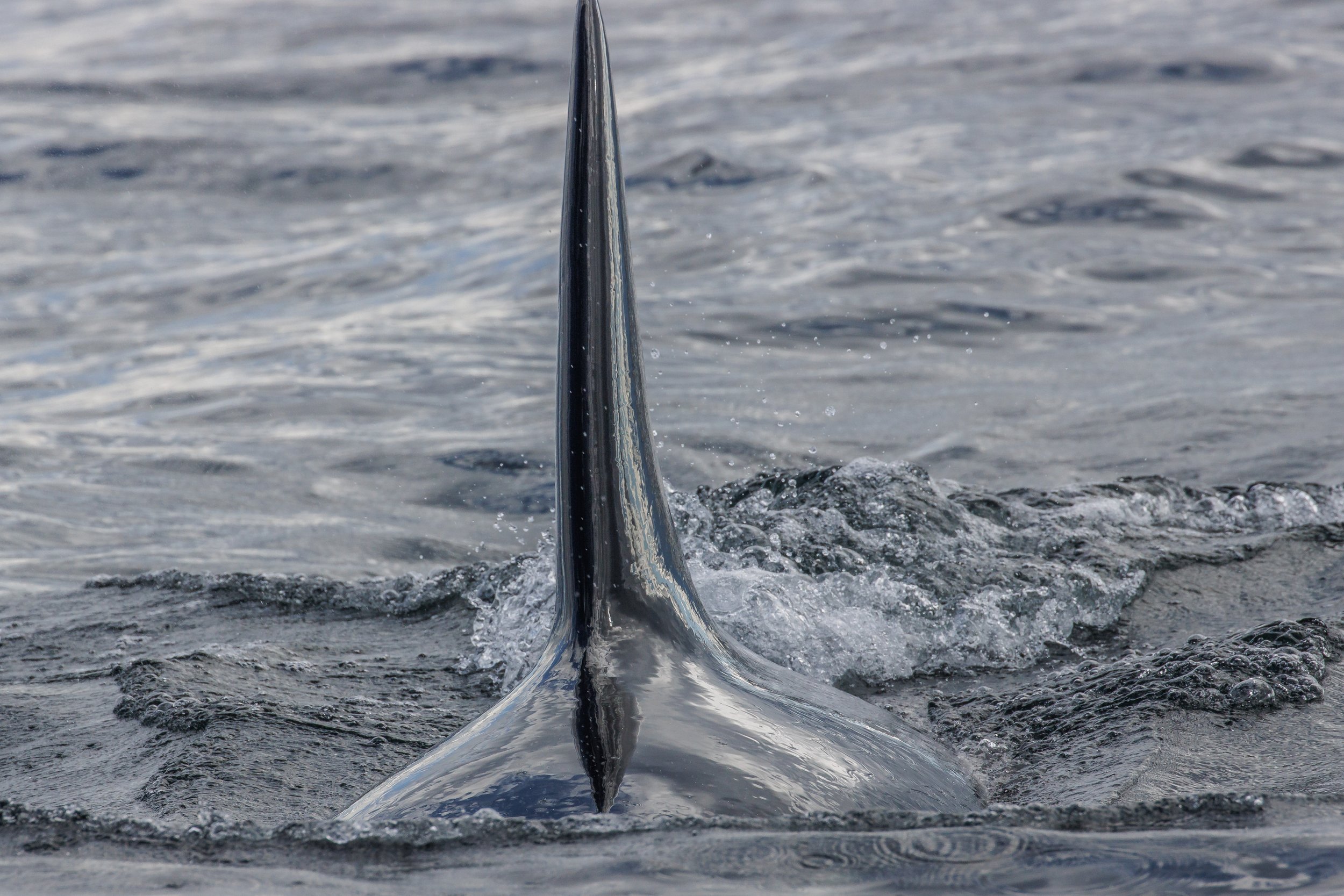 July 25, 2023, 3:30 PM - T037s off Nanoose bay