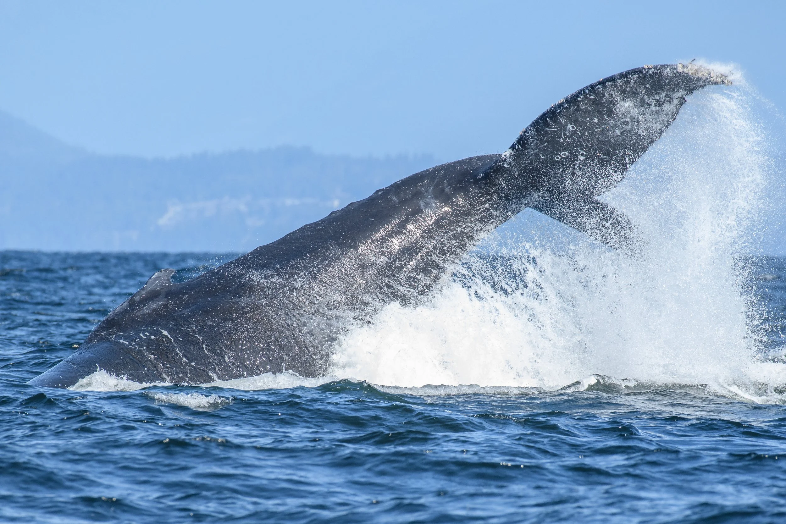 July 27, 2023, 10:30 AM - Anvil, BCY1198 (a new-to-us whale!), Dalmatian, and Holey Moley