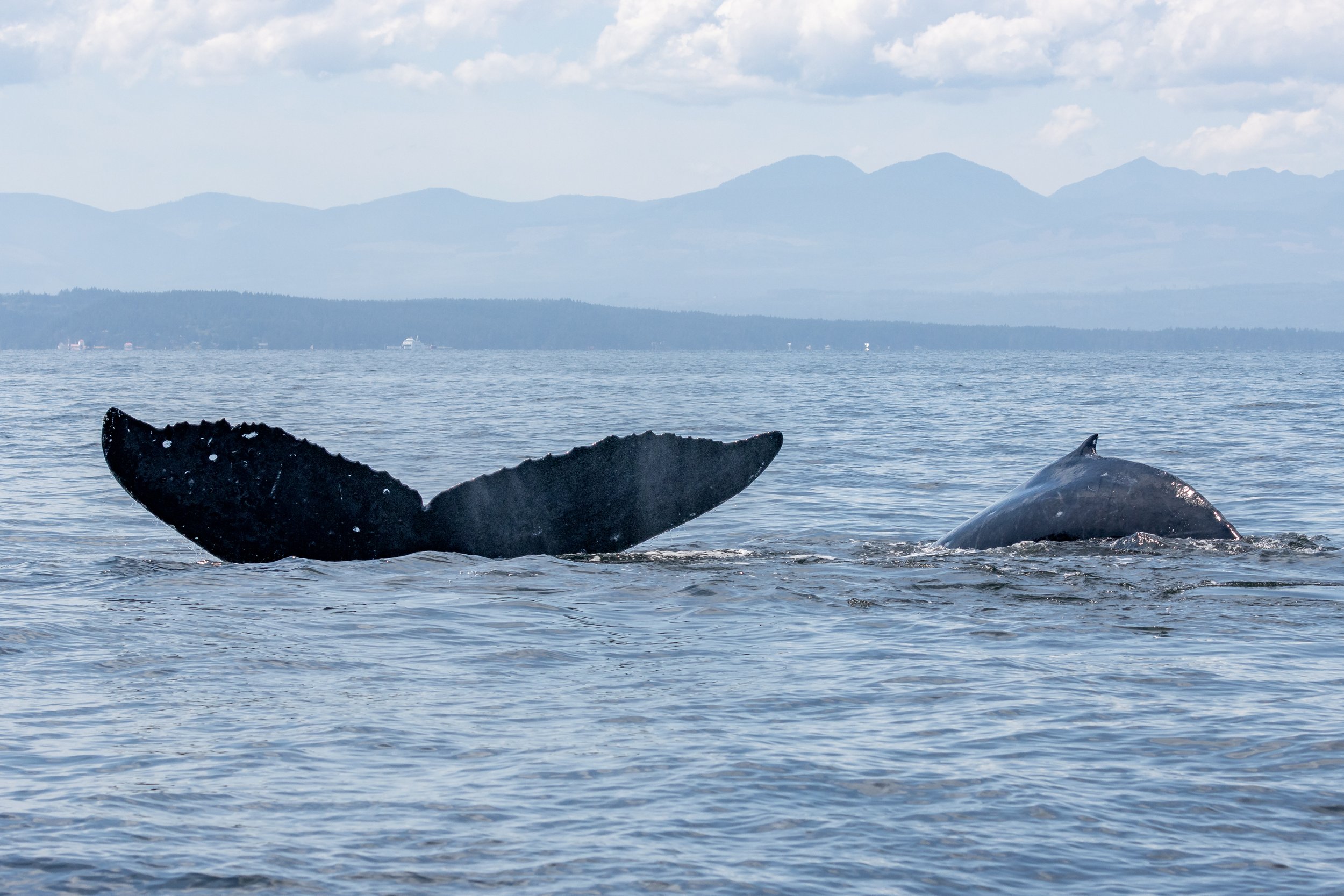 July 28, 2023 - Humpback soup and the T065Bs