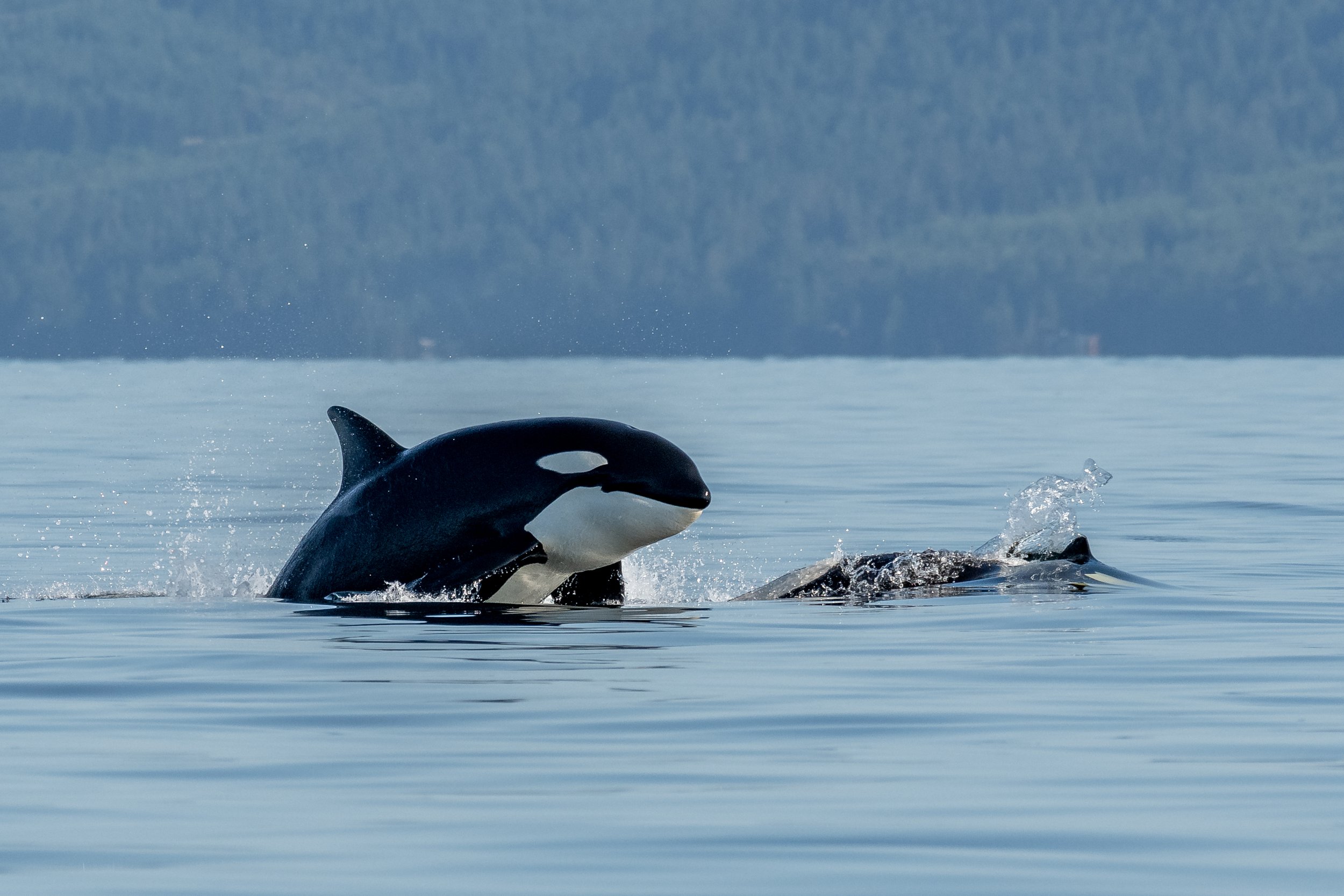 July 31, 2023, 3:30 PM - A Double Species afternoon!