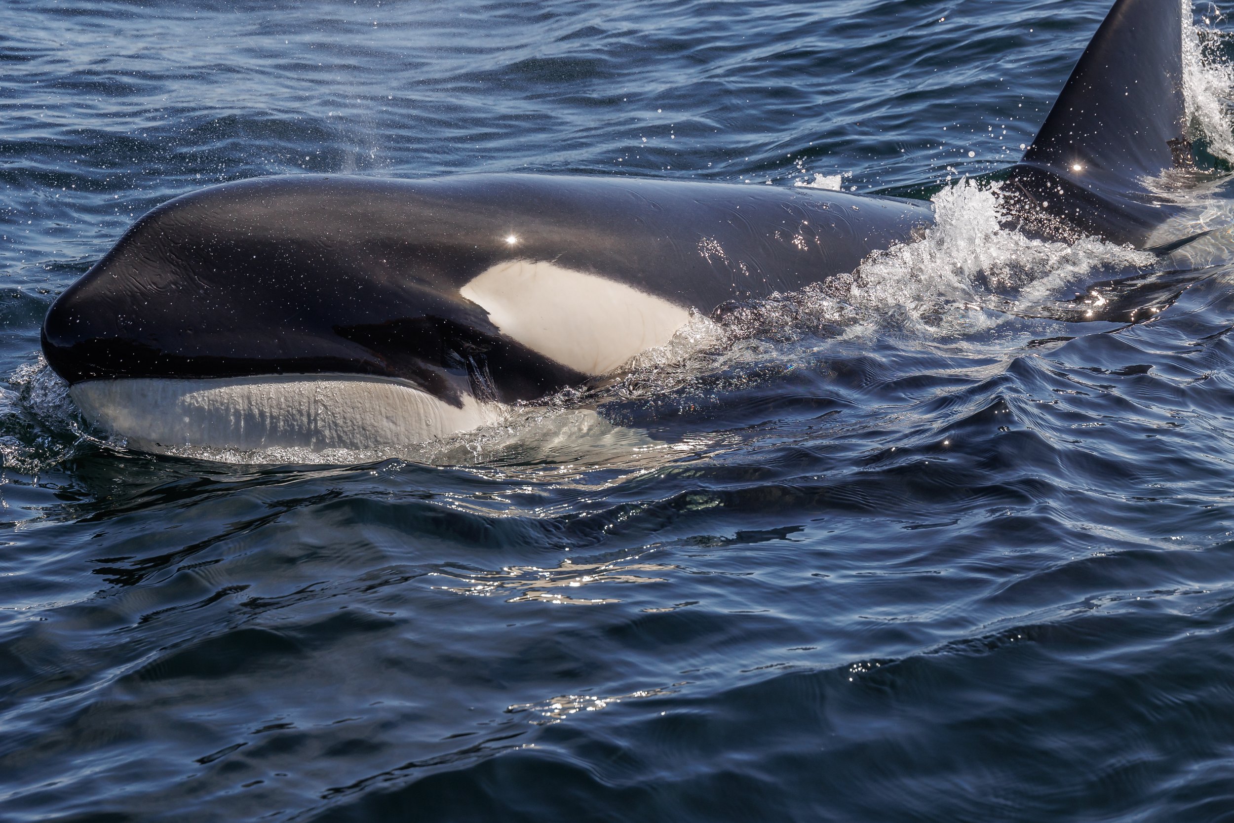 August 1, 2023 - Epic T-party all day with a side of humpbacks