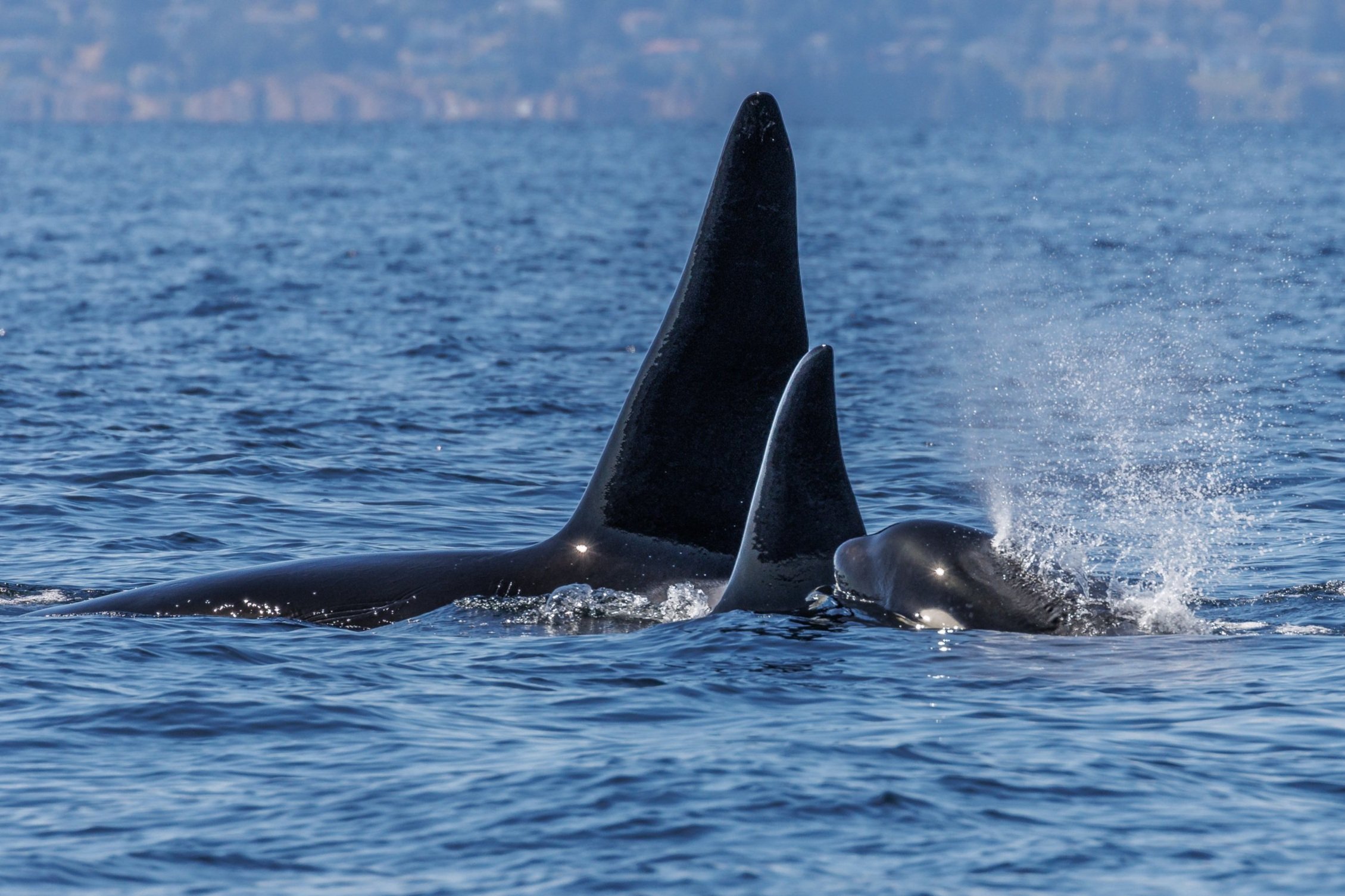 August 3, 2023, 10:30 AM - The T party continues and the Humpbacks say Hello!