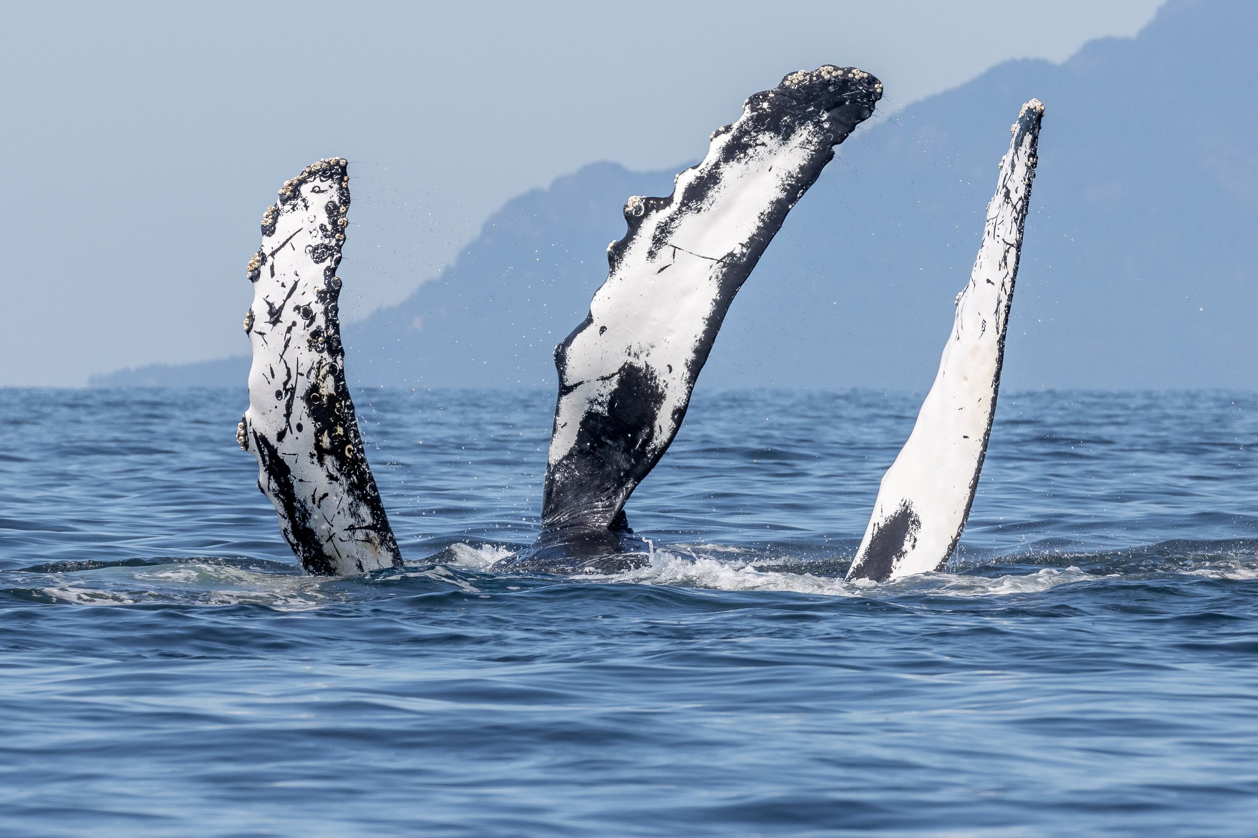 August 4, 2023, 10:30 AM - Humpback Galore - Look at all those pecs!