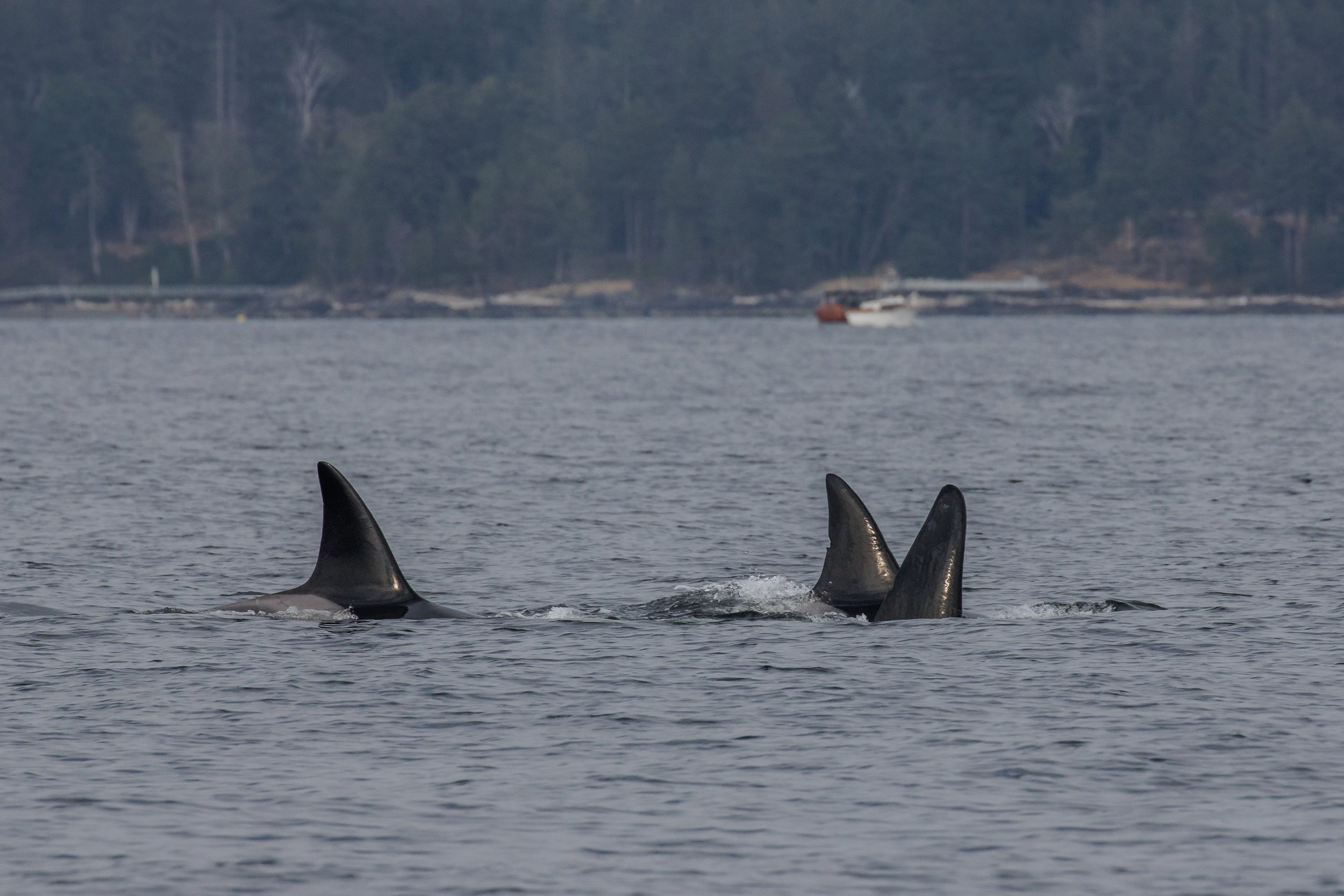 August 5, 2023, 3:30 PM - T137s travelling in Howe Sound, Zigzag and calf, and Allusion!