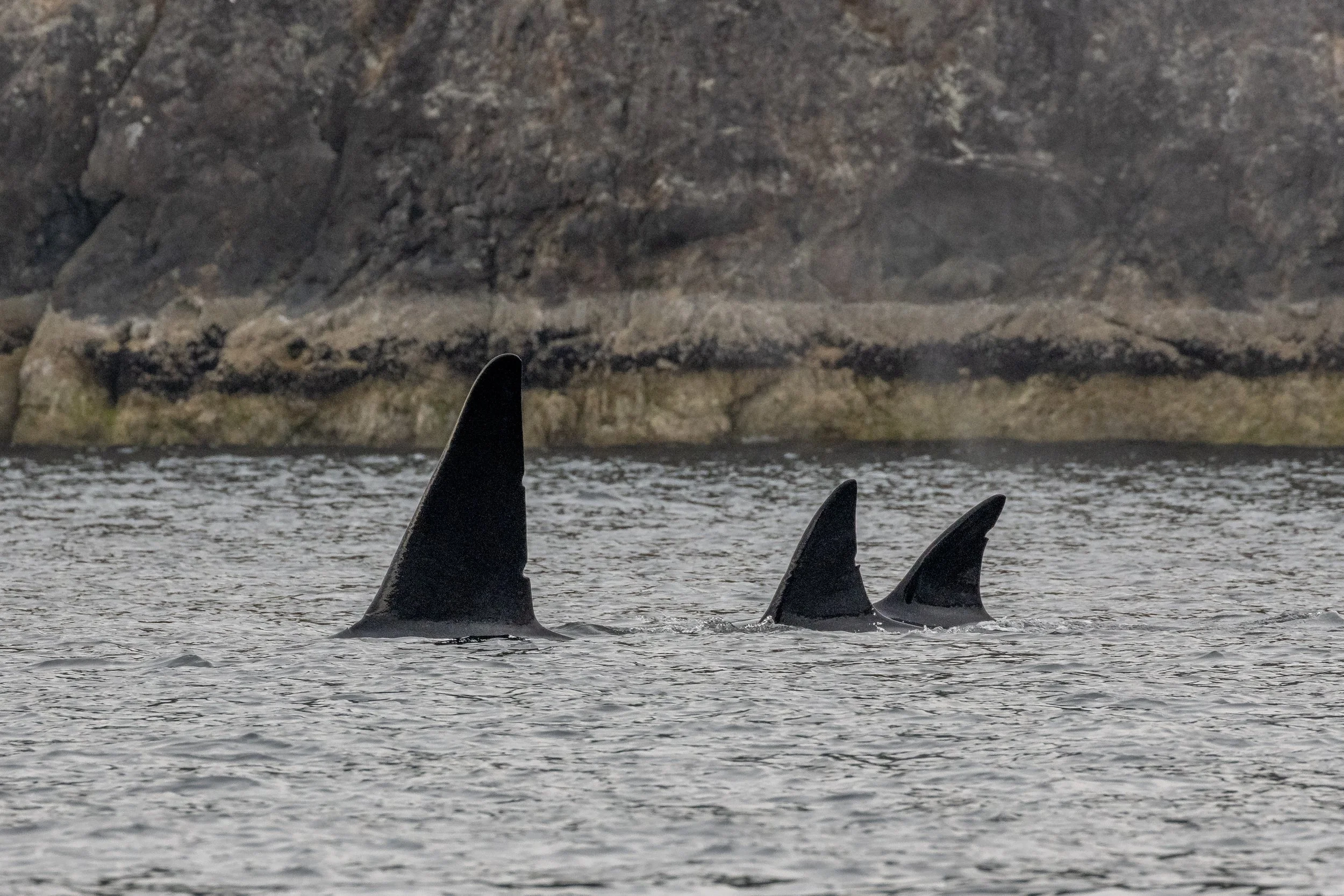 August 6, 2023, 3:30 PM - T137s, Valiant, Geometry and Beak in the Strait