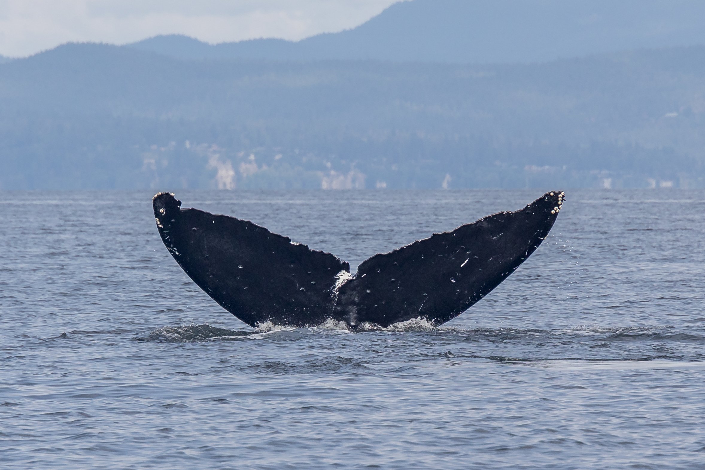 August 7, 2023 - Humpback soup!