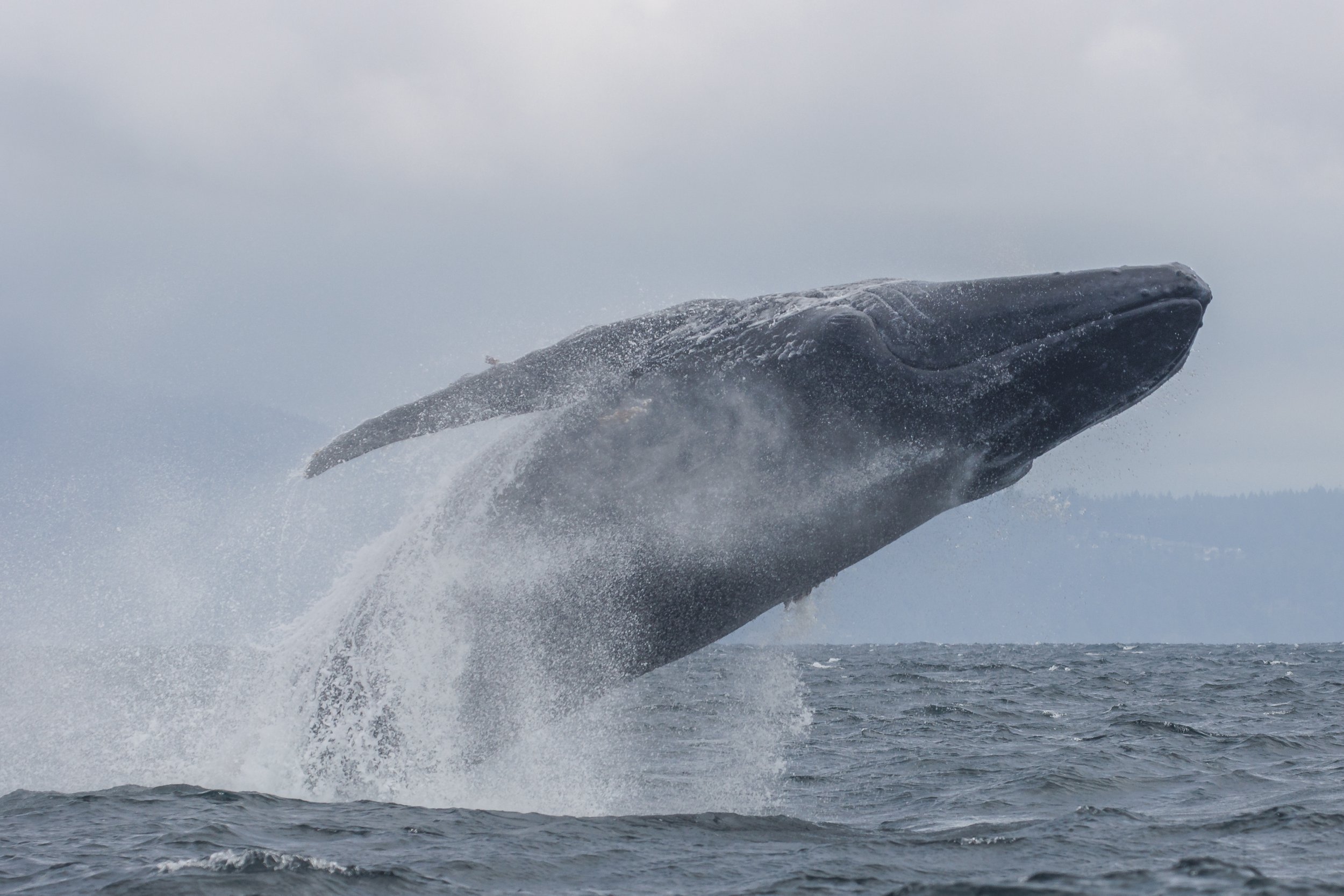 August 9, 2023, 10:30 AM - Humpback Party with Sherwina, Nova, Niagara, Europa, calf, and Beak!