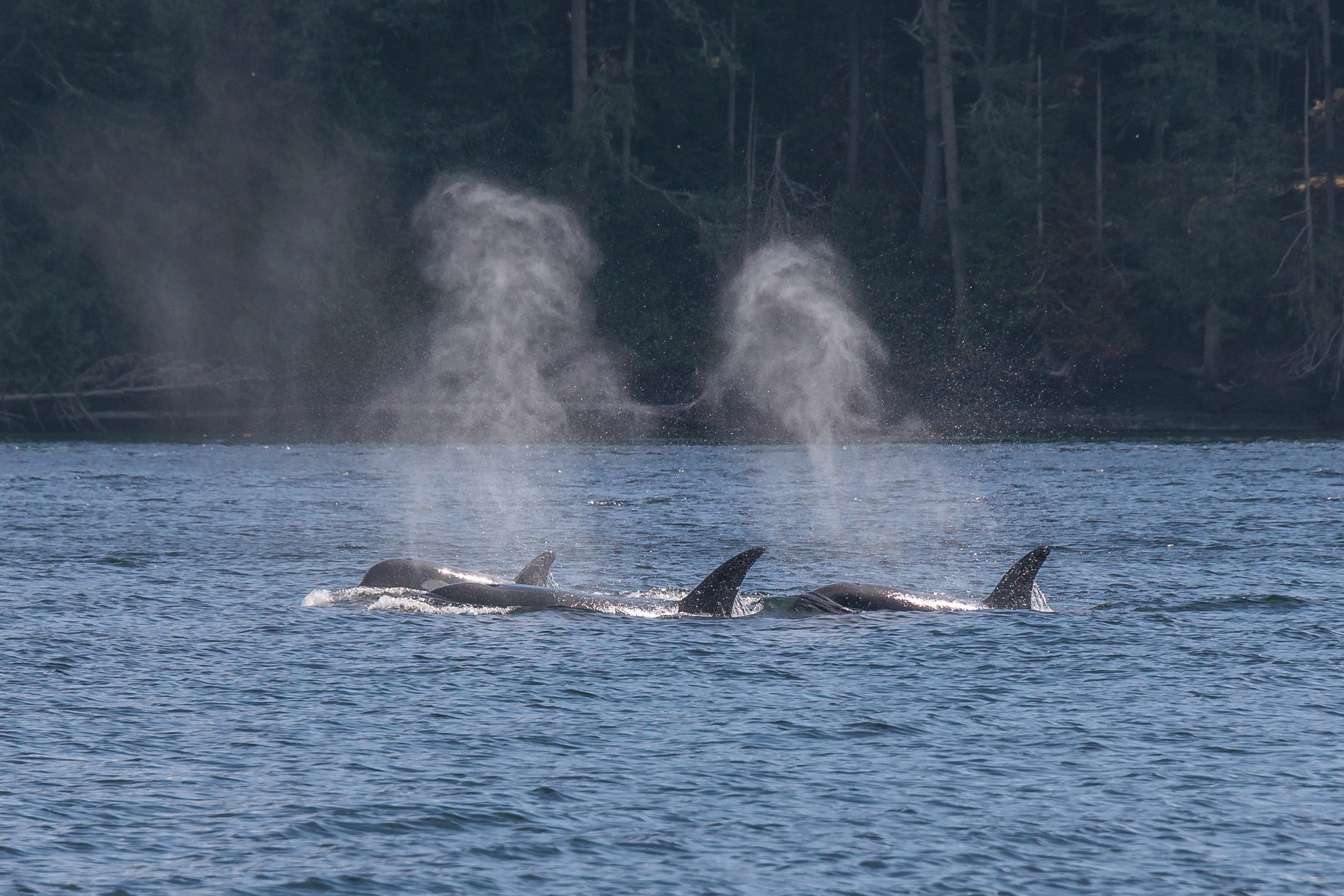 August 9, 2023, 3:30 PM - T036s and Indy in Active Pass, plus Zig Zag and her calf! 