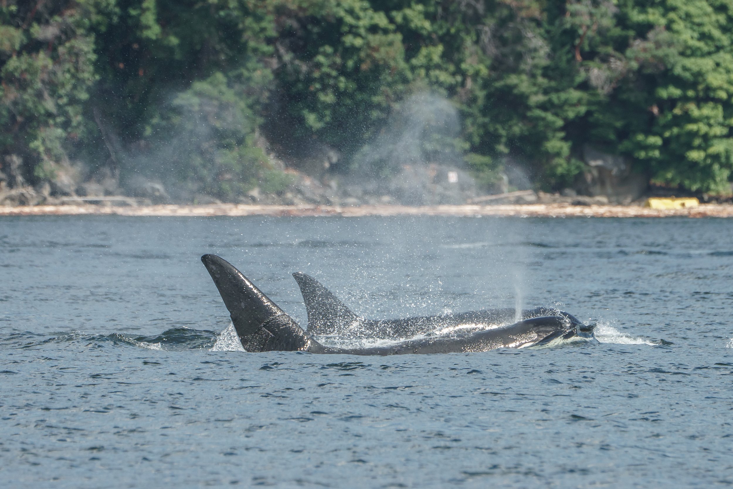 August 10, 2023, 10:30 AM - A T-party close to home and plenty of humpbacks!