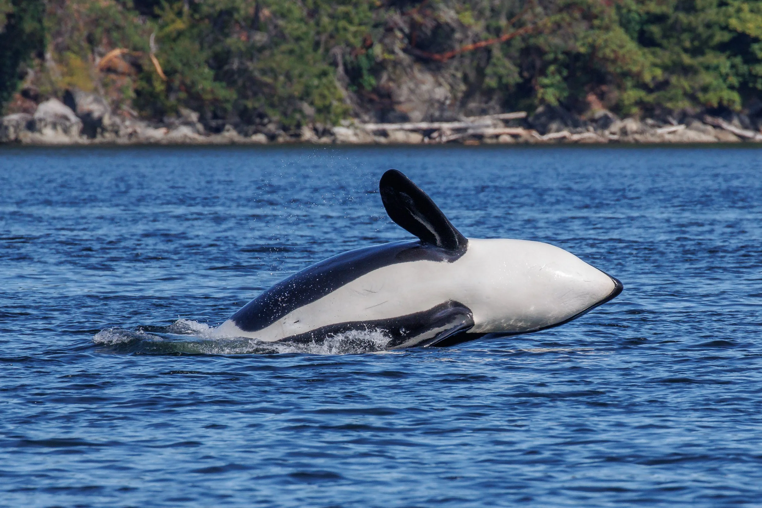 August 10, 2023, 3:30 PM - Celebrations with the T-party