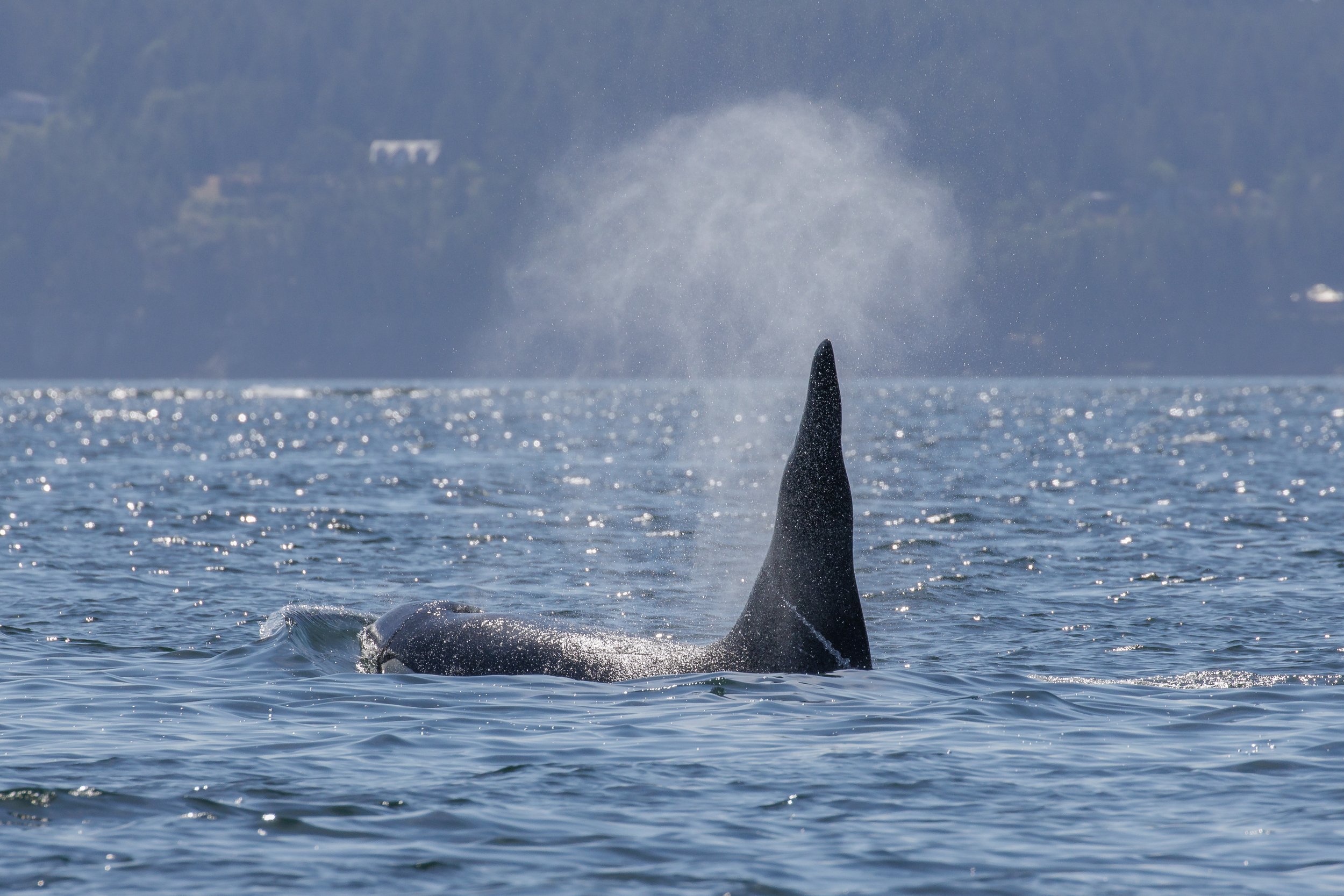 August 11, 2023, 10:30 AM - The T018s and 4 different humpback whales