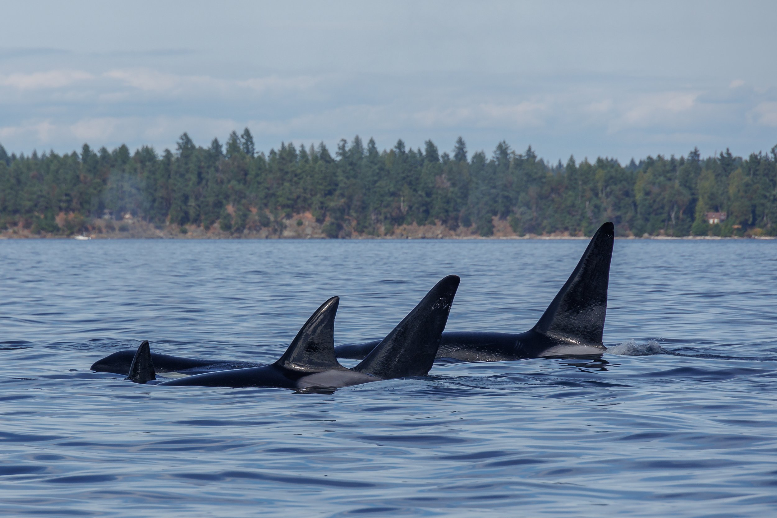 August 11, 2023, 3:30 PM - T002Cs, T137s, and some humpbacks!
