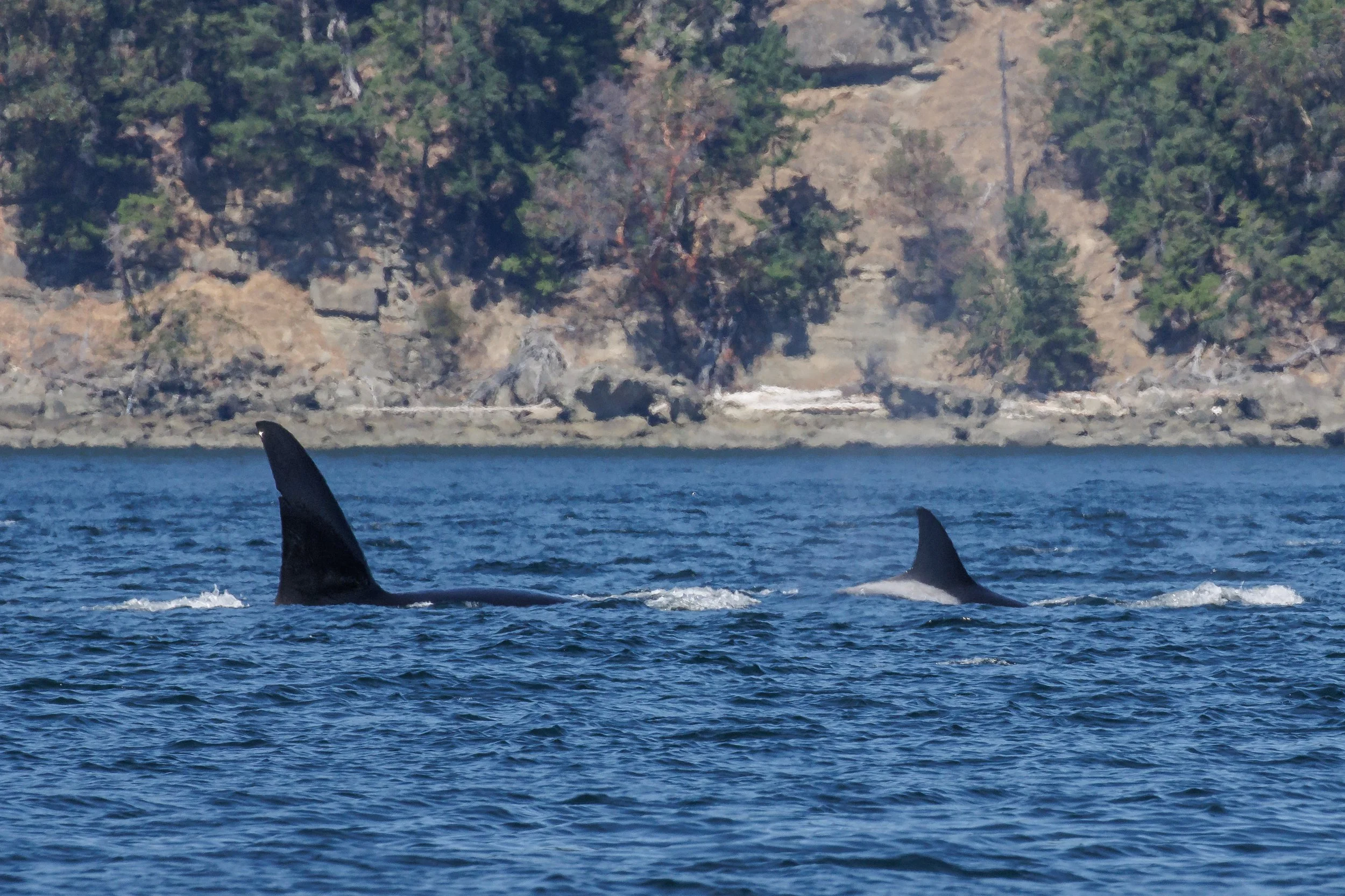 August 15, 2023, 10:30 AM - The T018s at East Point!