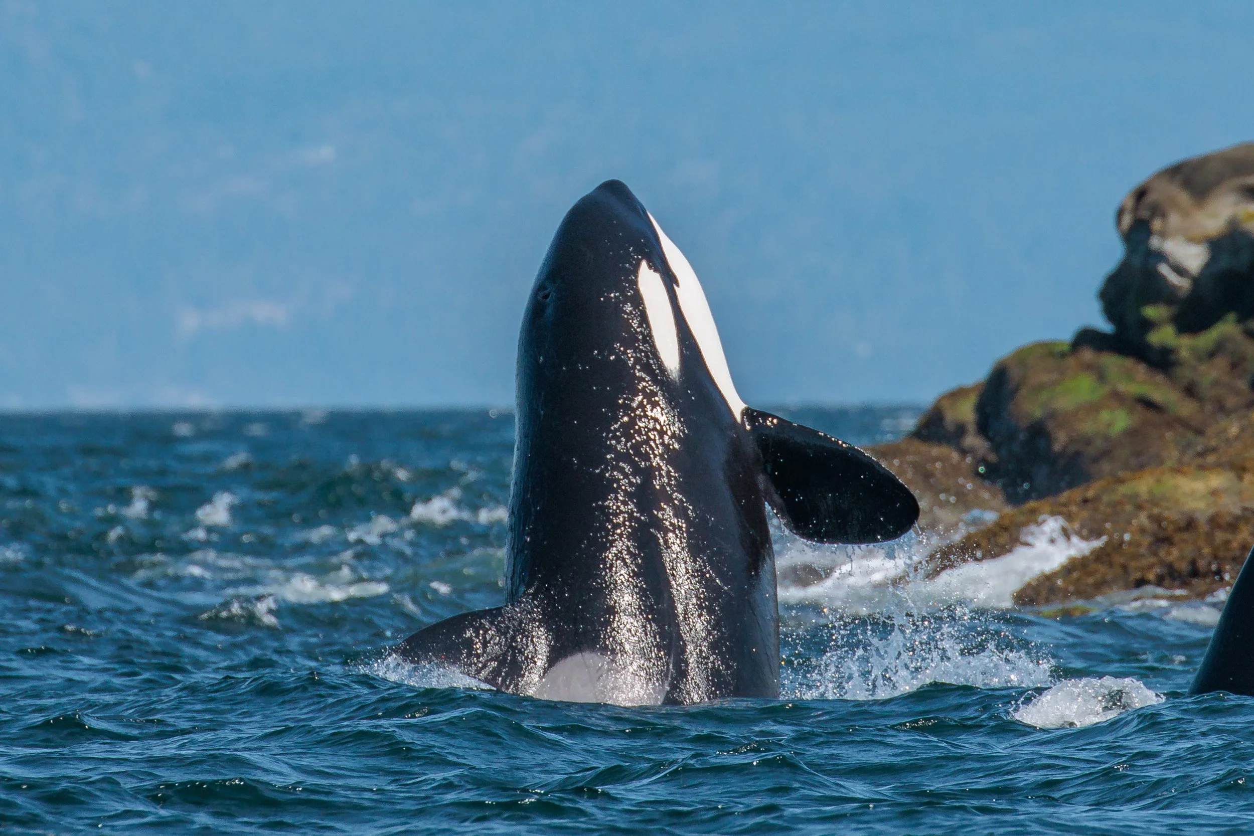 August 16, 2023 10:30 AM - A whale-y good party!