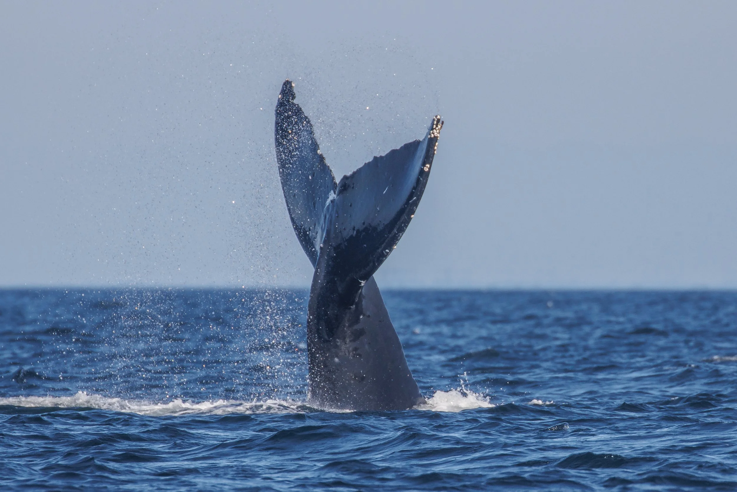 August 16, 2023, 3:30 PM - A "Windy" afternoon