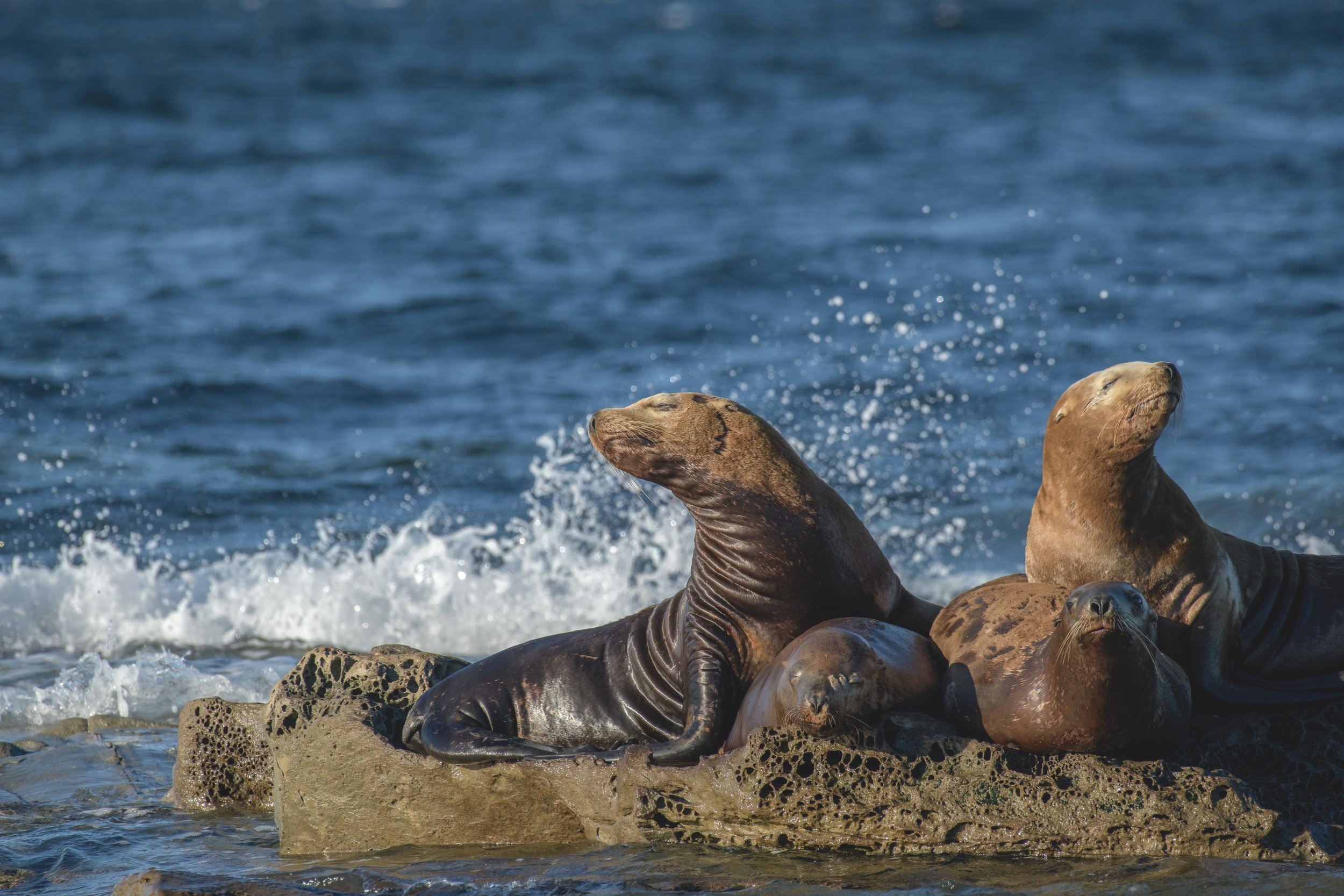 August 13, 2023 - Coastal creatures!