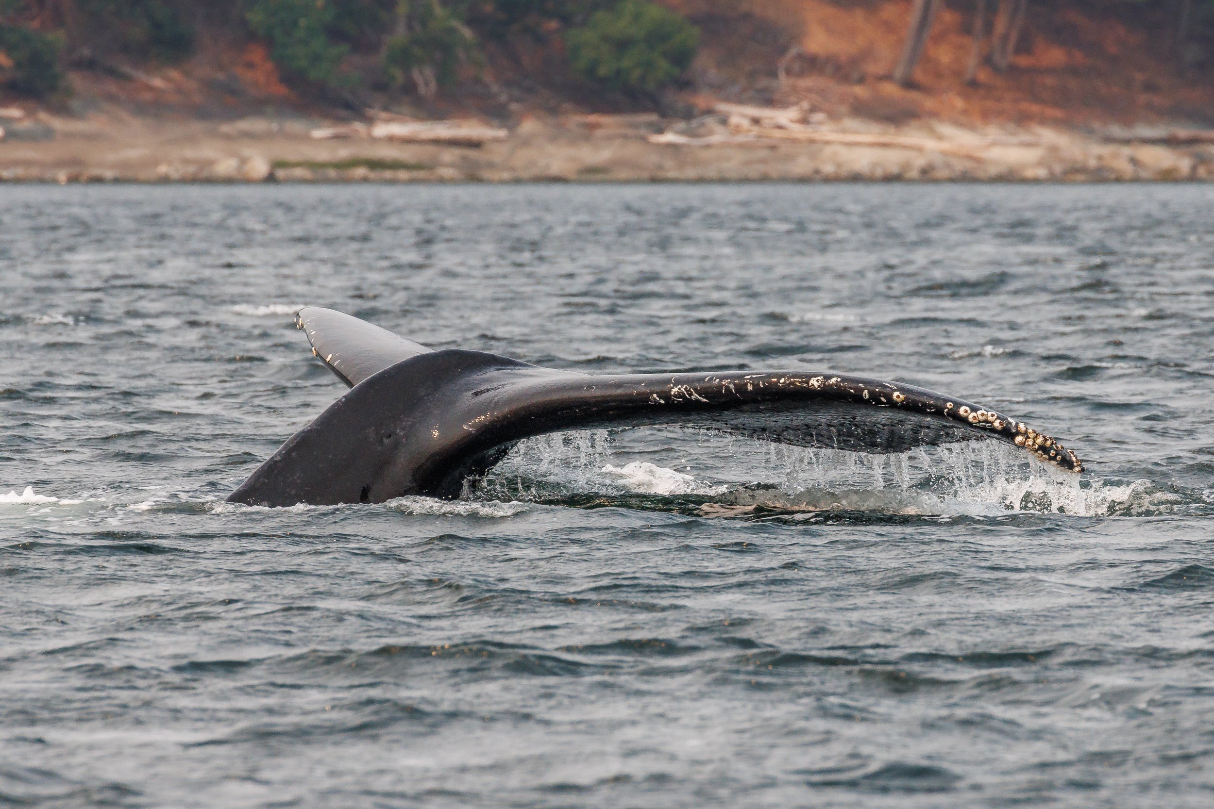 August 20, 2023, 10:30 AM - A delightful duo of Humpbacks