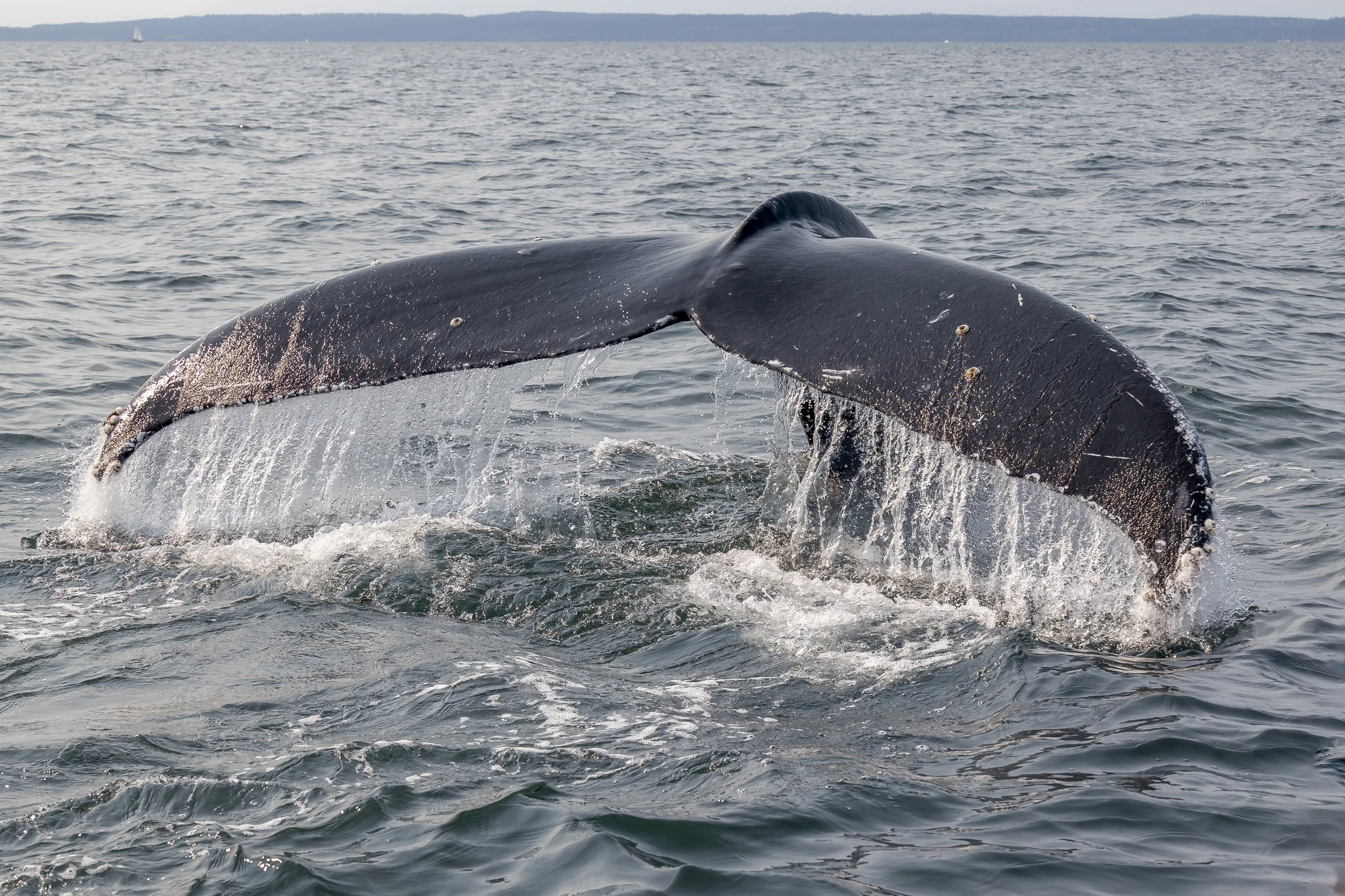 August 21, 2023, 10:30 AM - Neowise, Squirrel, and Beak the Humpbacks
