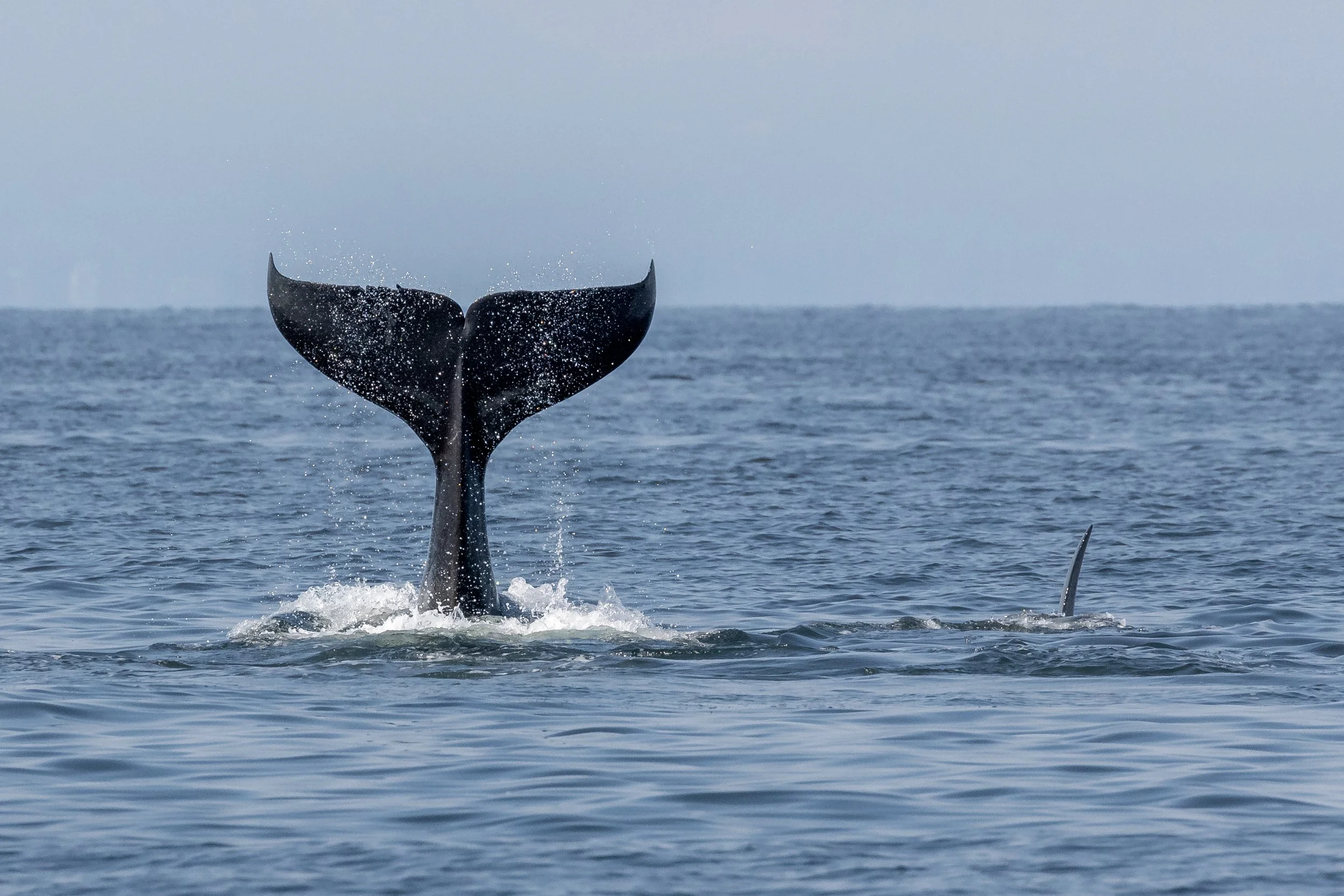 August 21, 2023, 3:30 PM - Whales, Whales, Whales