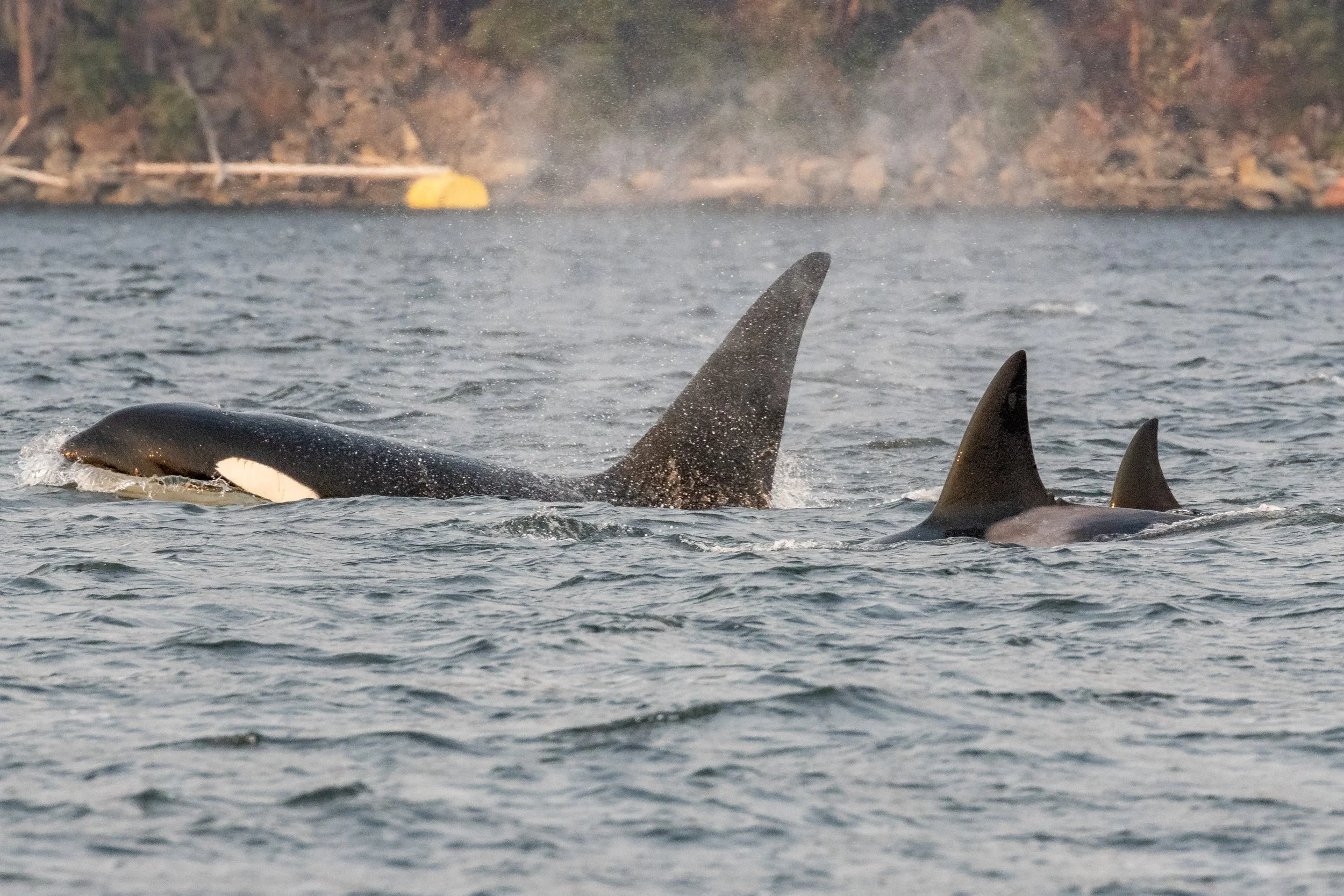 August 20, 2023, 3:30 PM - An uncommon Humpback AND an uncommon pod of orca in one trip!