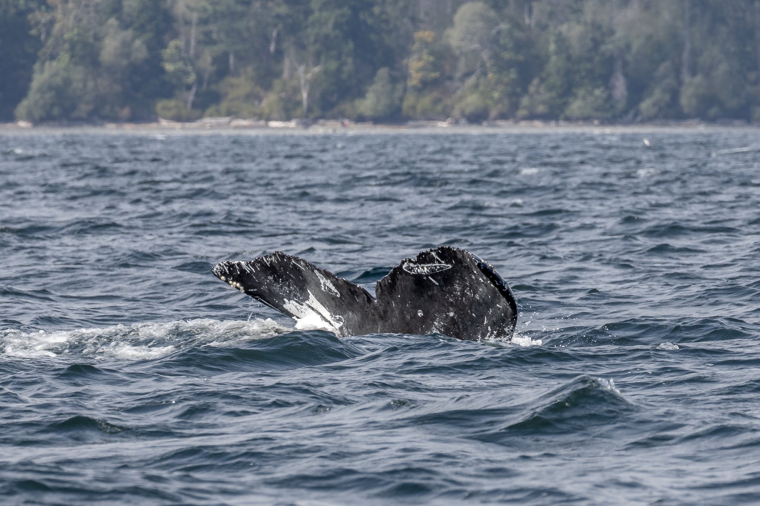 August 22, 2023, 10:30 AM - Squirrel swimming in the Salish Sea
