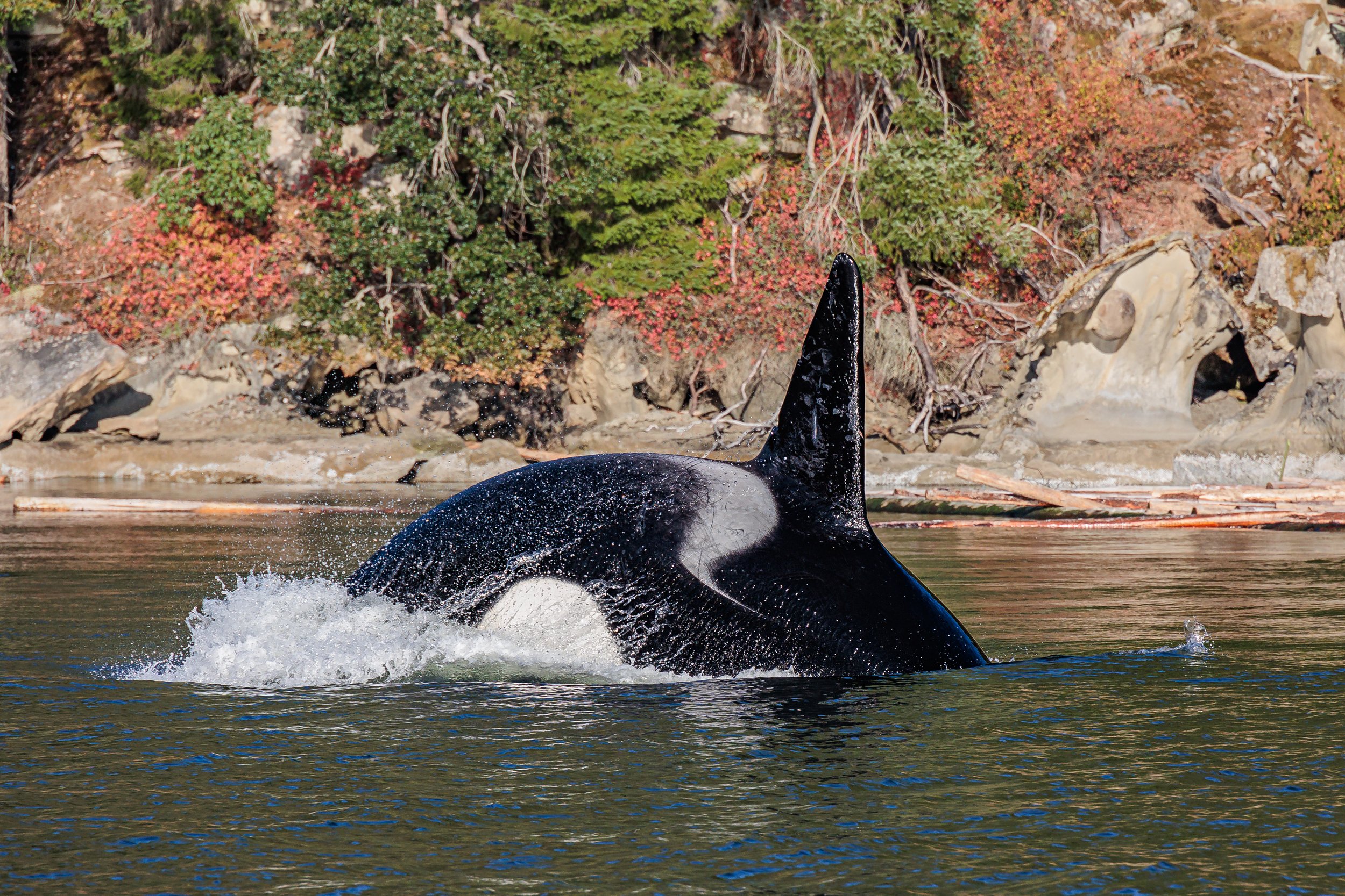 August 22, 2023, 3:30 PM - Double species day with Beak, Raccoon, Split Fin, and the T137s!
