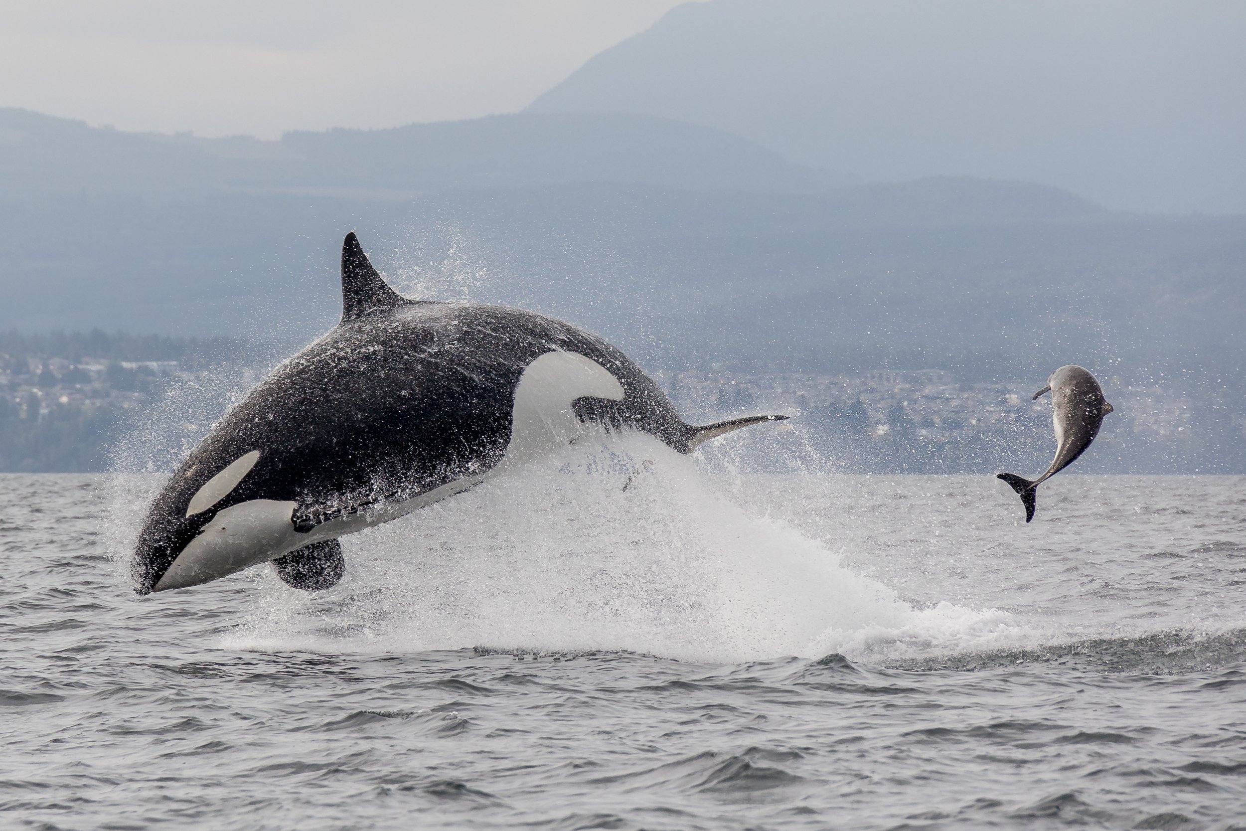August 23, 2023, 10:30 AM - Half the T018s hunt, T065A5 Indy is alone, and a handful of humpbacks!