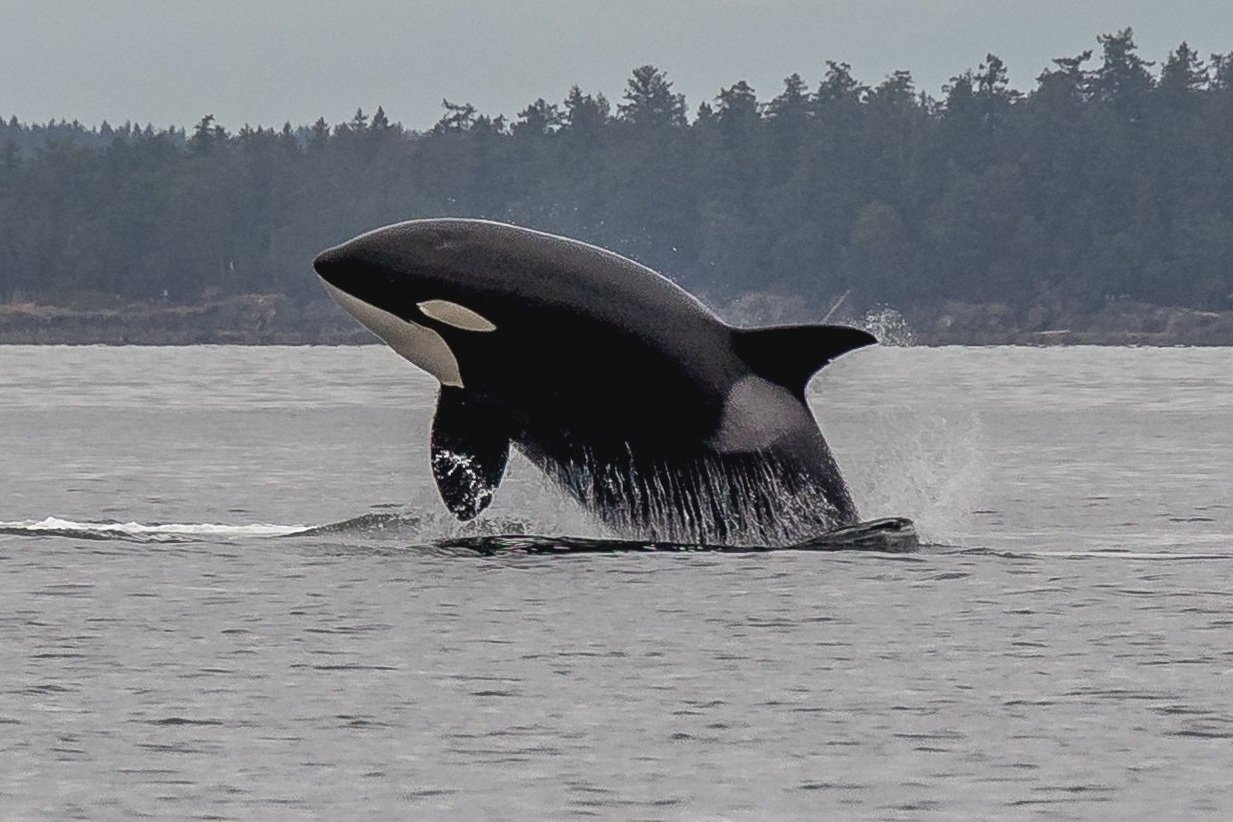 August 23, 2023, 3:30 PM - The T037As and Squirrel the humpback! 