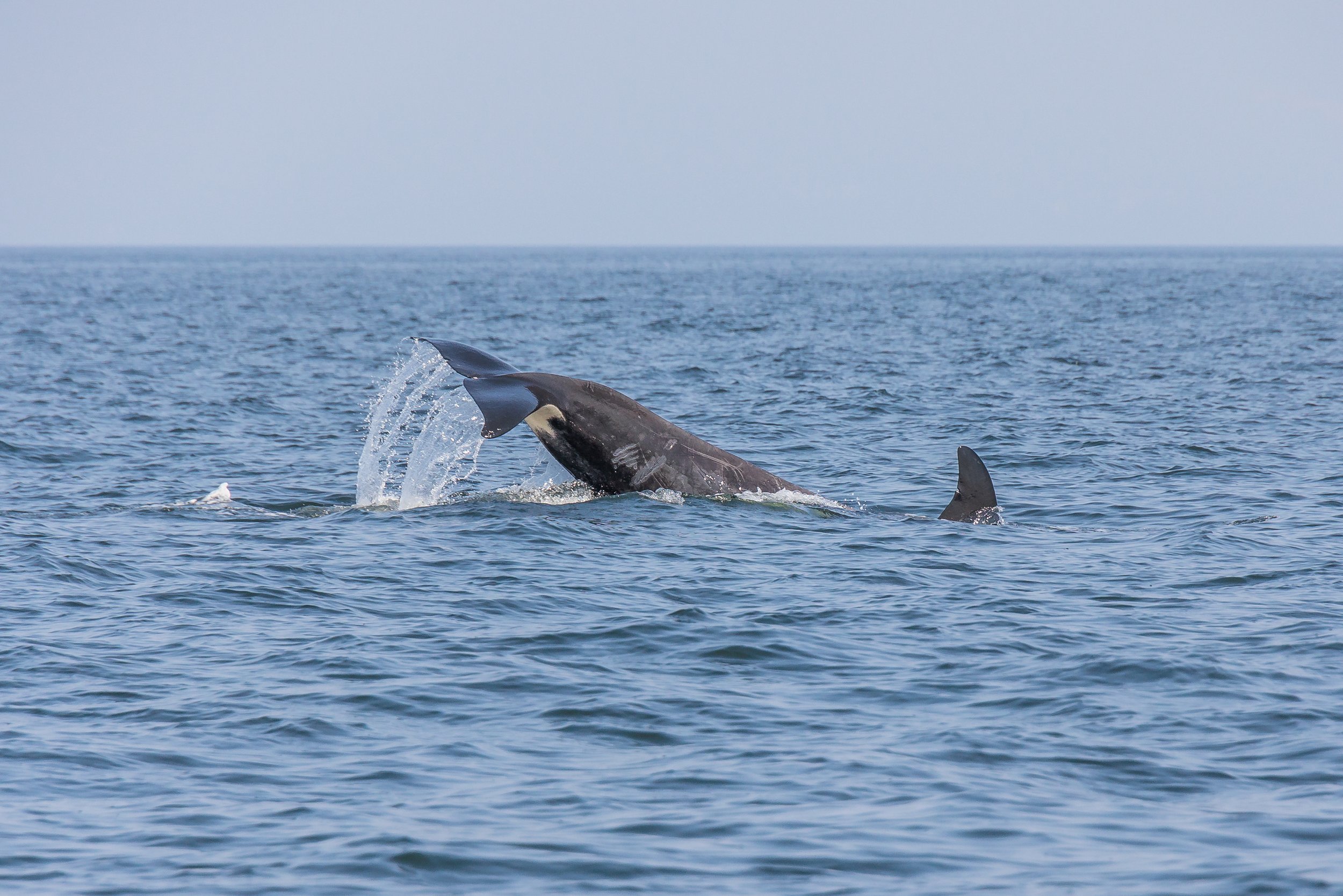 August 26, 2023, 10:30 AM - T023s and T018s hunting close to home, Squirrel the Humpback, and a surprise encounter with the T065As