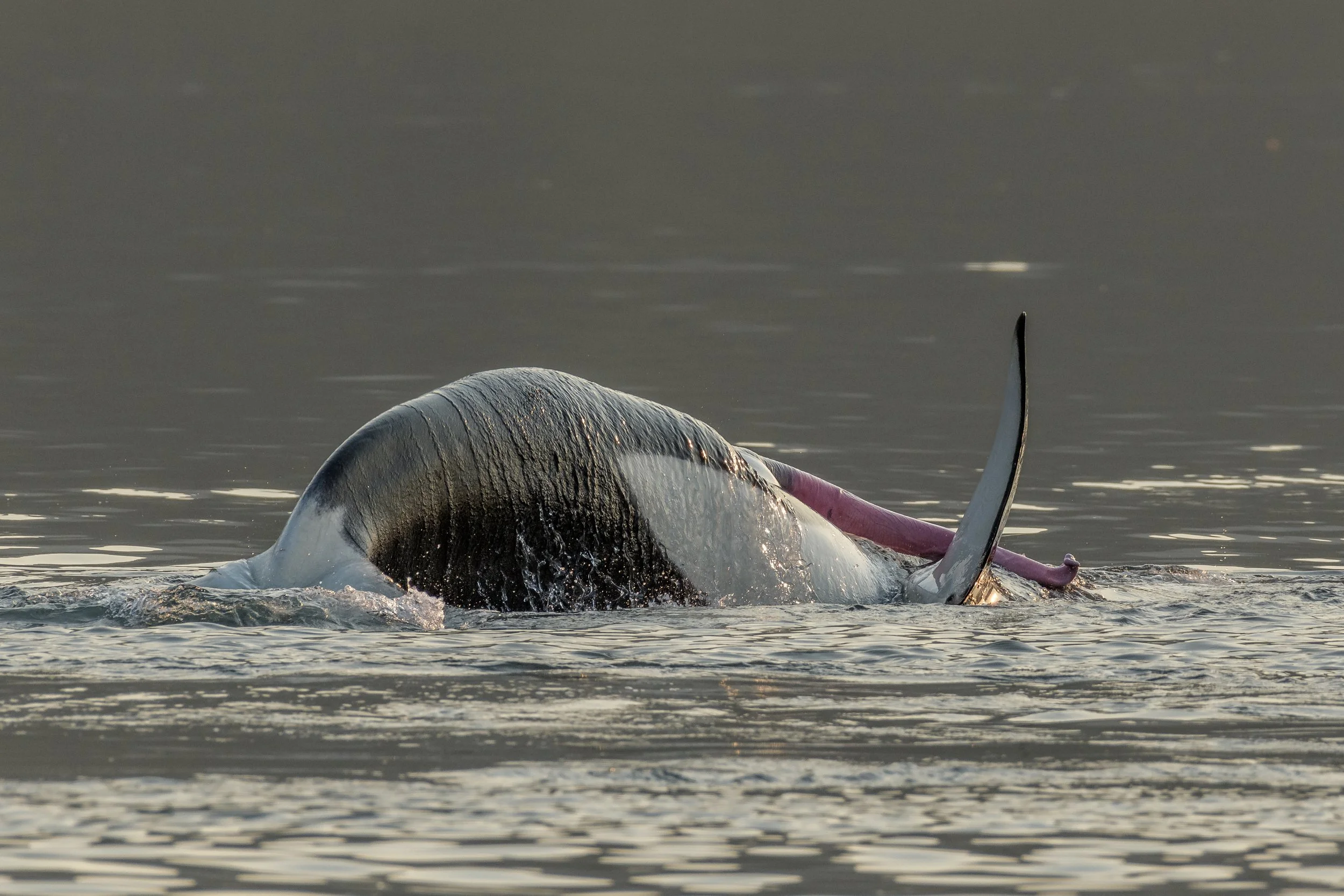 August 26, 2023, 3:30 PM - T-Party time! 