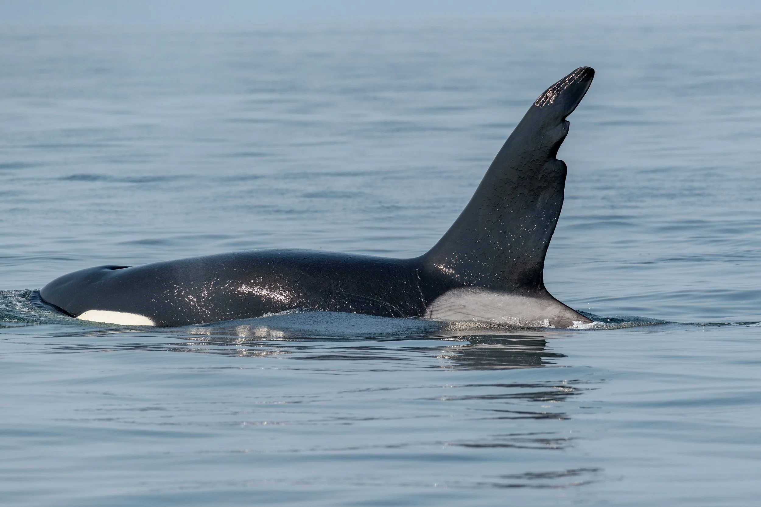 August 27, 2023, 10:30 AM - A Chainsaw T-Party, and a pair of Hawaiian Humpbacks