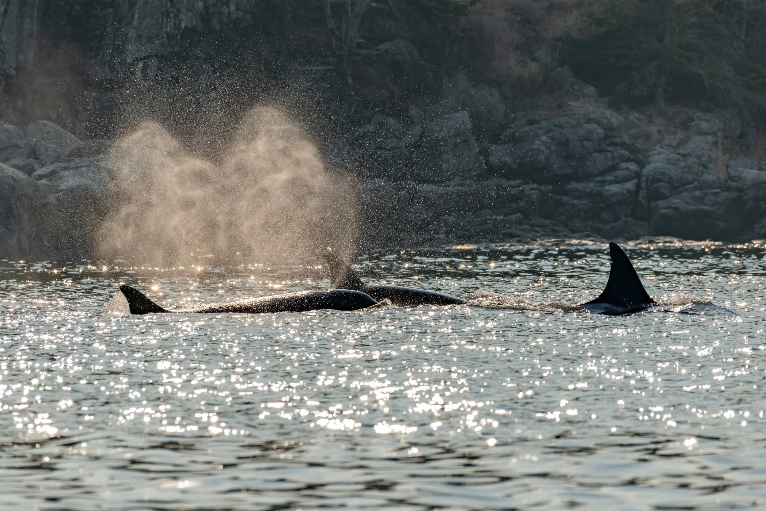 August 27, 2023, 3:30 PM - T023s Hunting, and a Honu/MMX0355 Hang Out