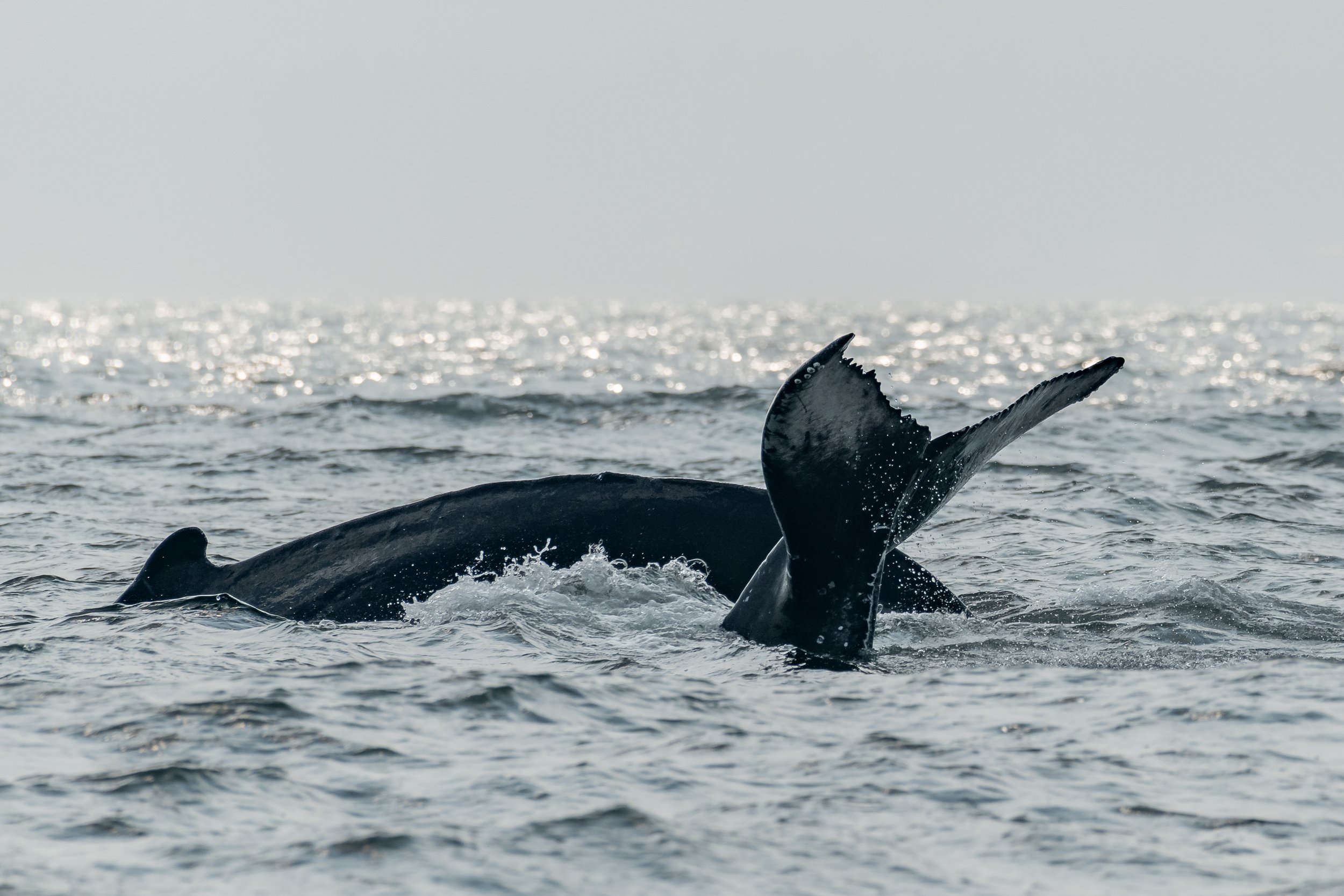 August 28, 2023, 10:30 AM - A trio of Humpbacks and a feisty family of orca!