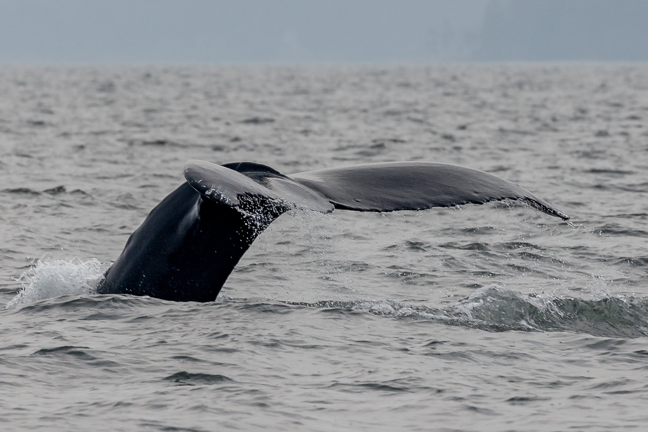 August 28, 2023, 3:30 PM - Orca in Departure bay and MMX0355 continues the solo life