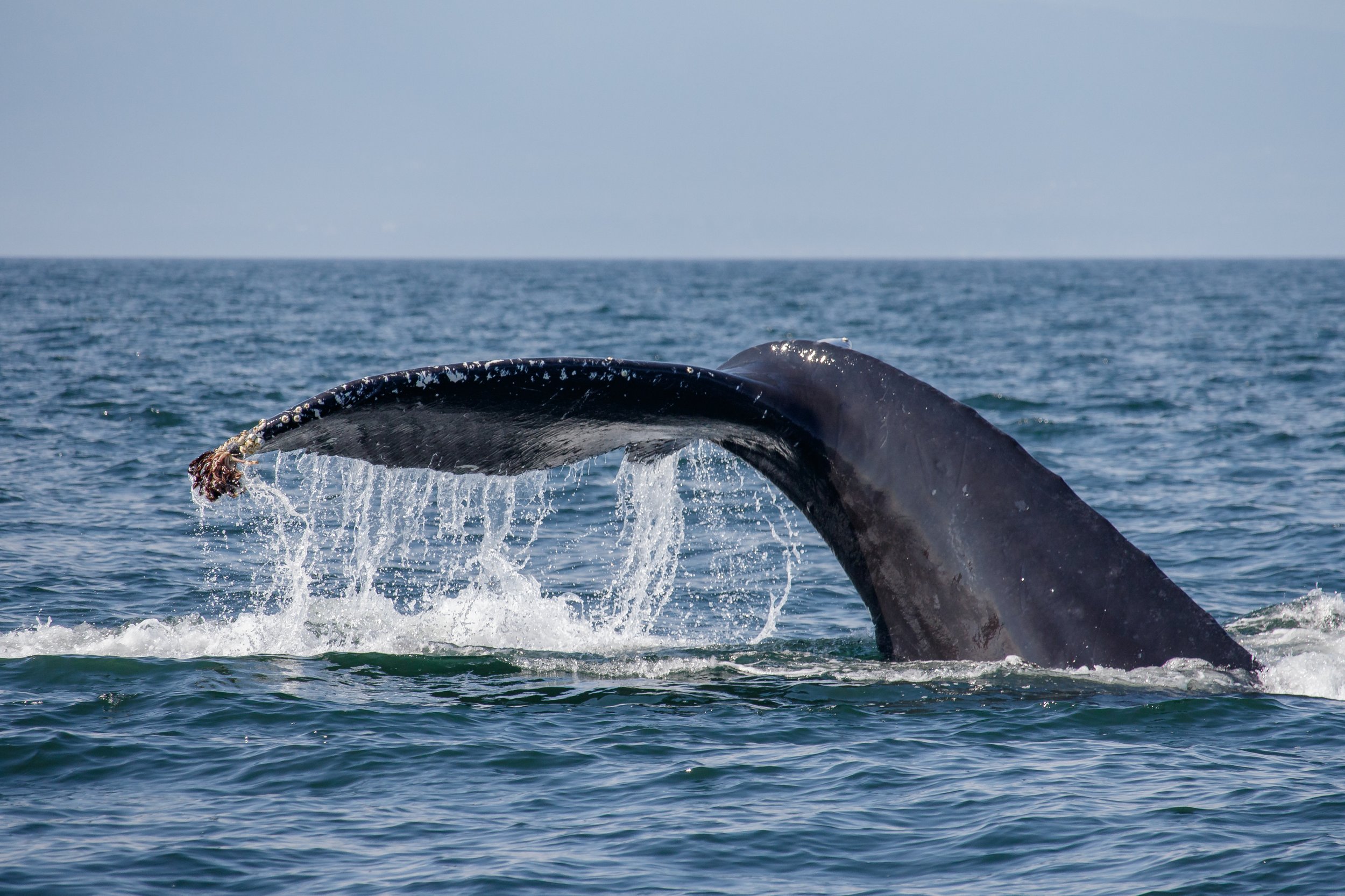 August 30, 2023, 10:30 AM - Humpback Soup with Dalmatian, Neowise, Nike, Tempest, Split Fin, Corona, and an unknown! 