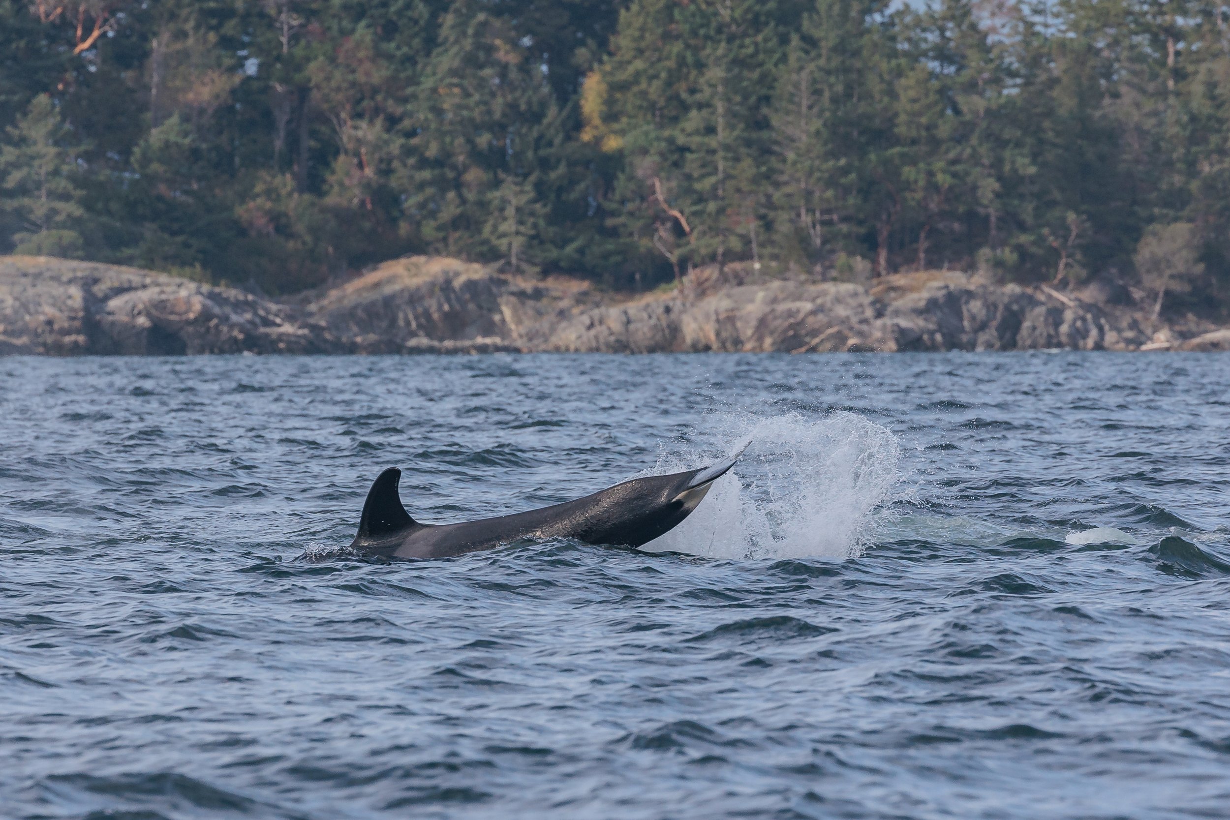 August 30, 2023, 3:30 PM - Humpback Soup and the T100s hunting in Howe Sound