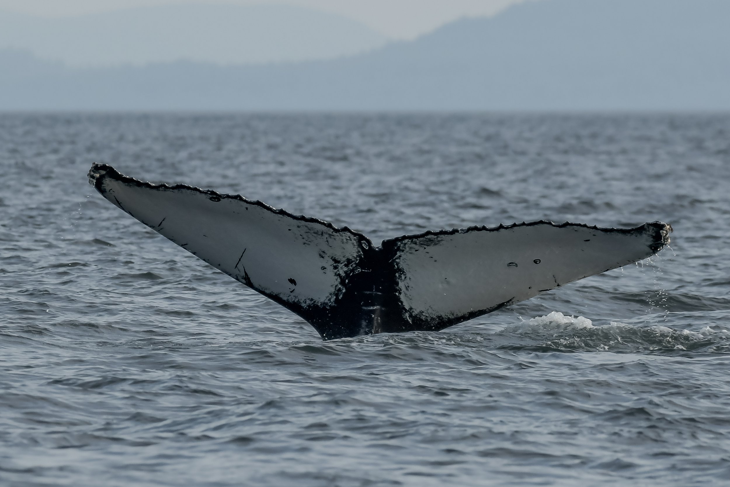 August 31, 2023, 3:30 PM - T019 and T019B continue north plus a bunch of Humpbacks!