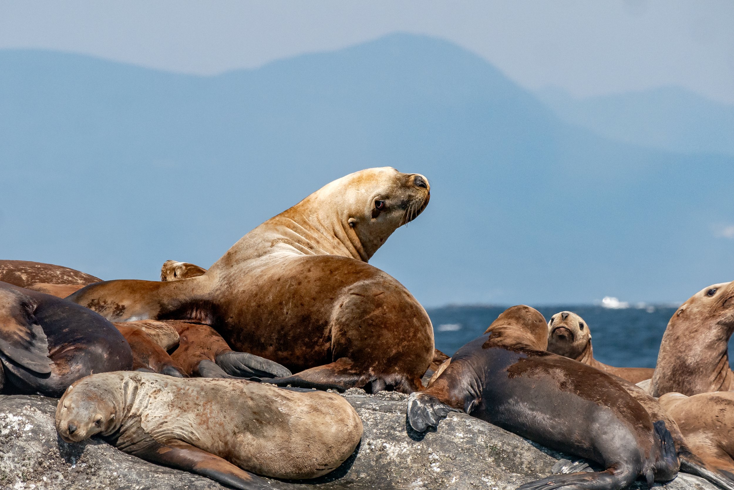 September 1, 2023, 10:30 AM - Elusive whales, but we spent the day with Harbour Seals, Sea Lions and plenty of Birds! 