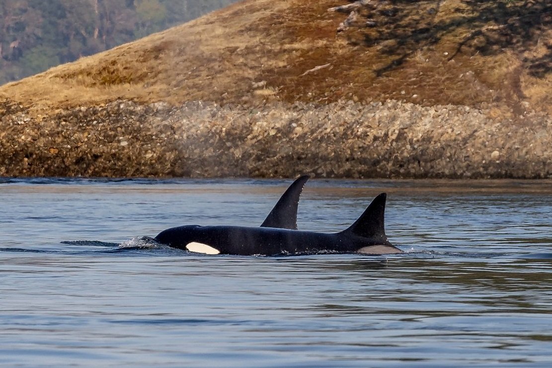 September 1, 2023, 3:30 PM - Define "pod" of orca... because this group is not normal!
