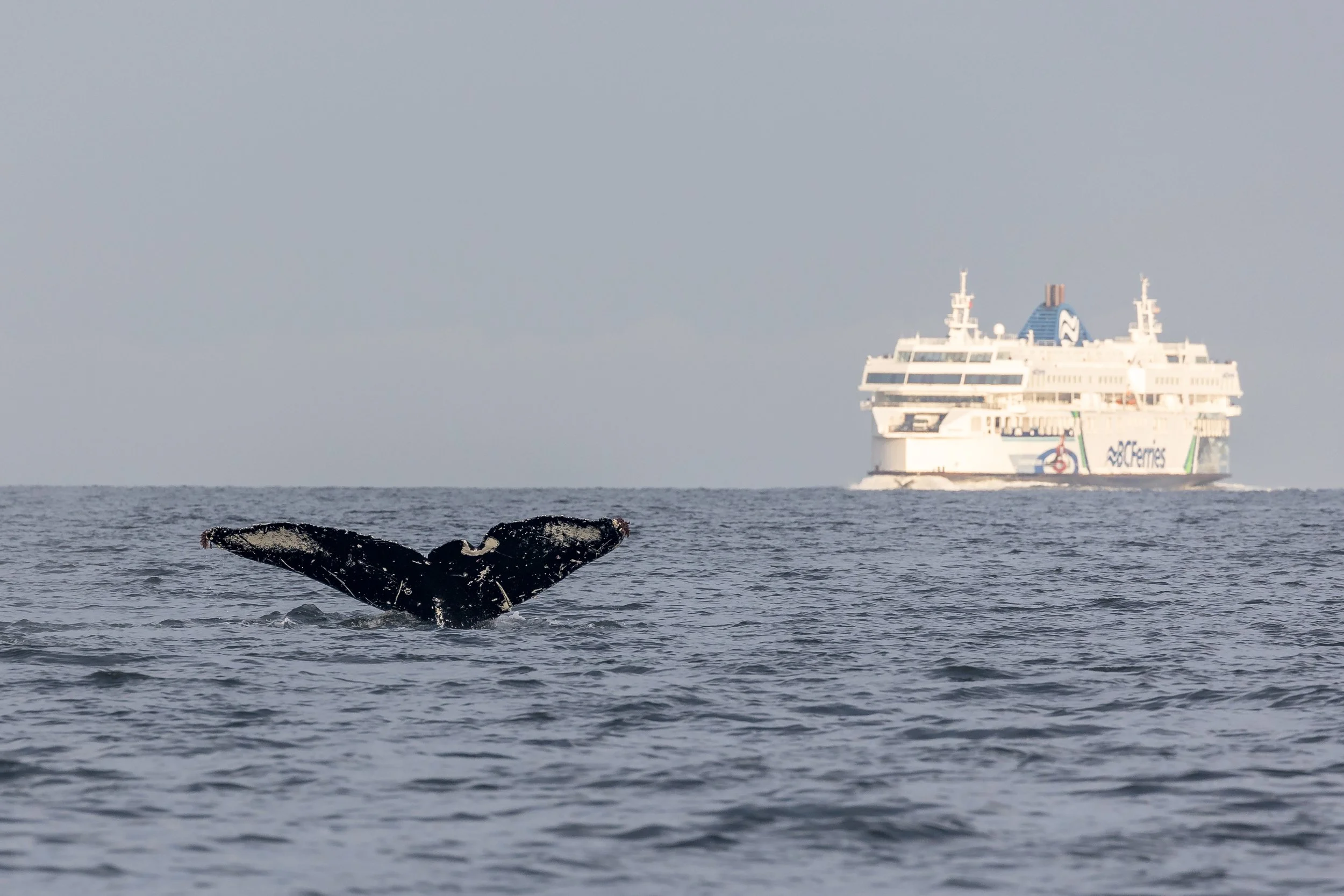 September 3, 2023, 3:30 PM - The T038 siblings as well as Tempest, Snoopy, and Split fin