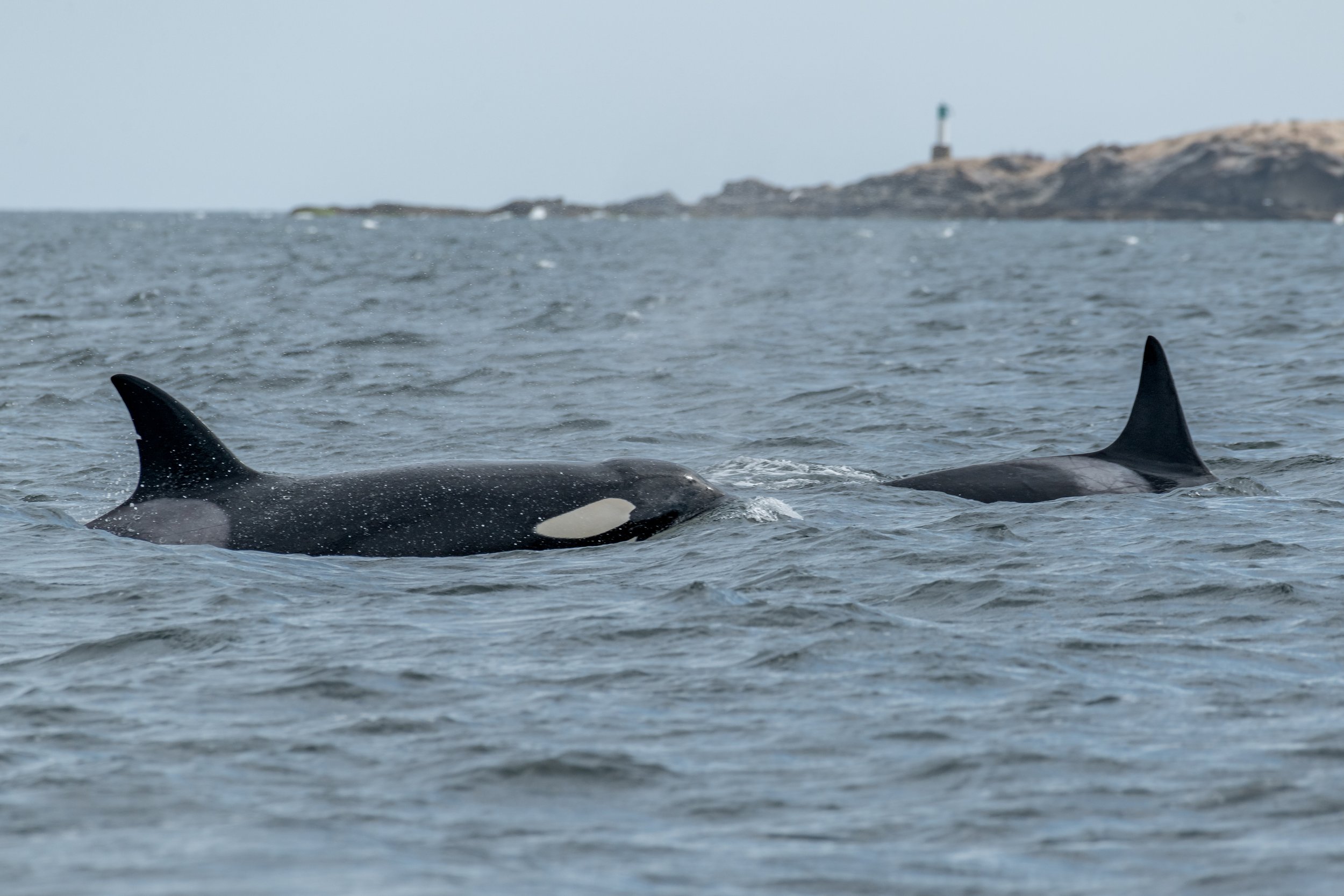 September 3, 2023, 10:30 AM - A Whole Lot of Whales Near Nanaimo