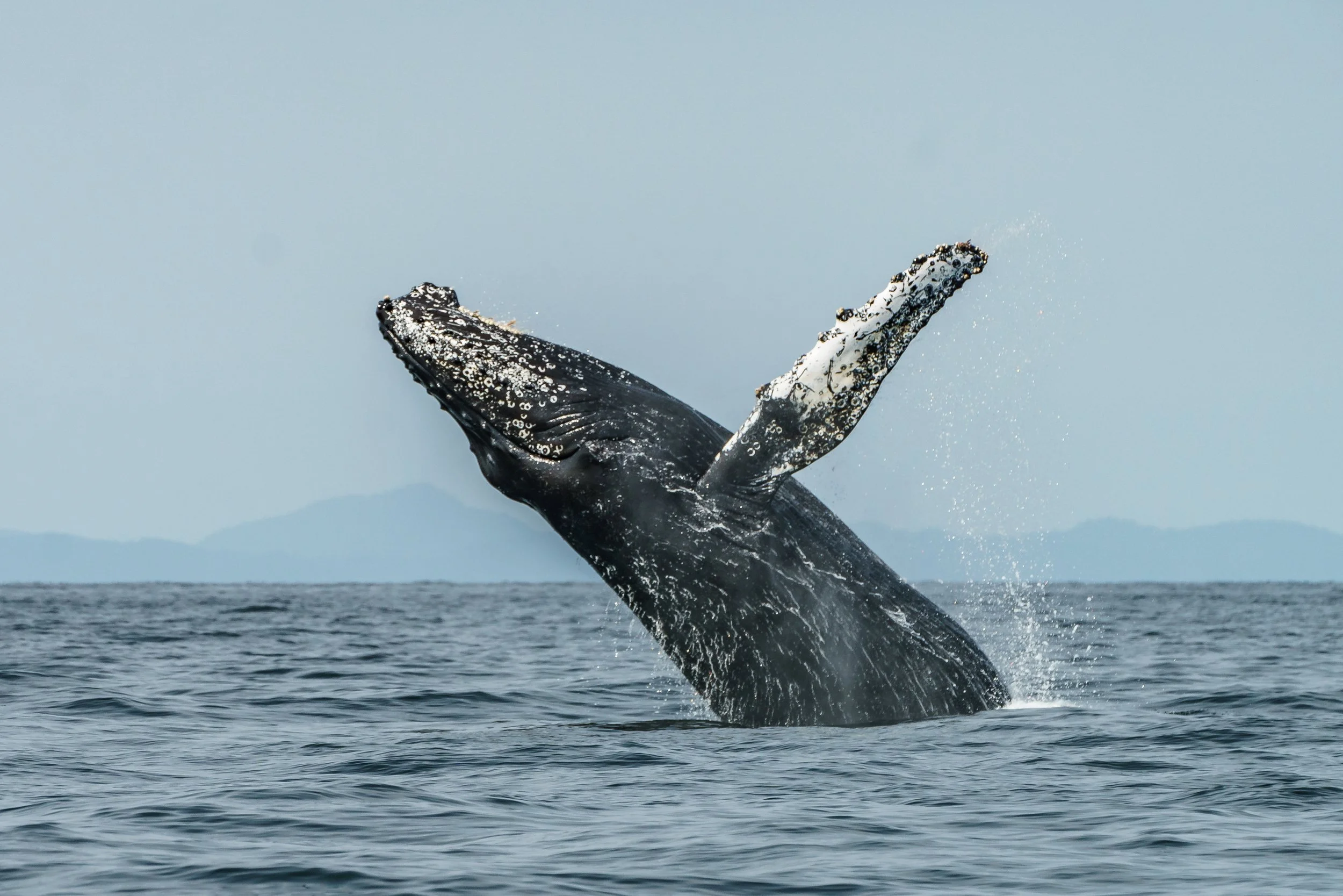 September 4, 2023, 10:30 AM - Humpback Mania and the T038 siblings