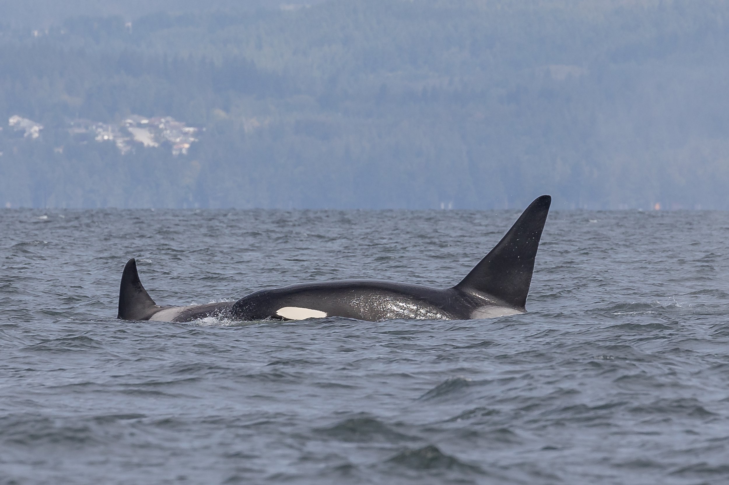 September 7, 2023, 10:30 AM - Humpbacks right by the Orca!