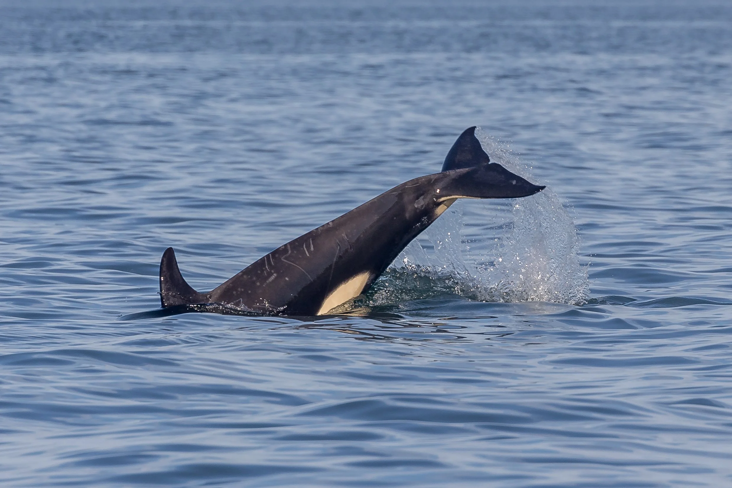 September 7, 2023, 3:30 PM - The T049As by south of Stinky Rocks