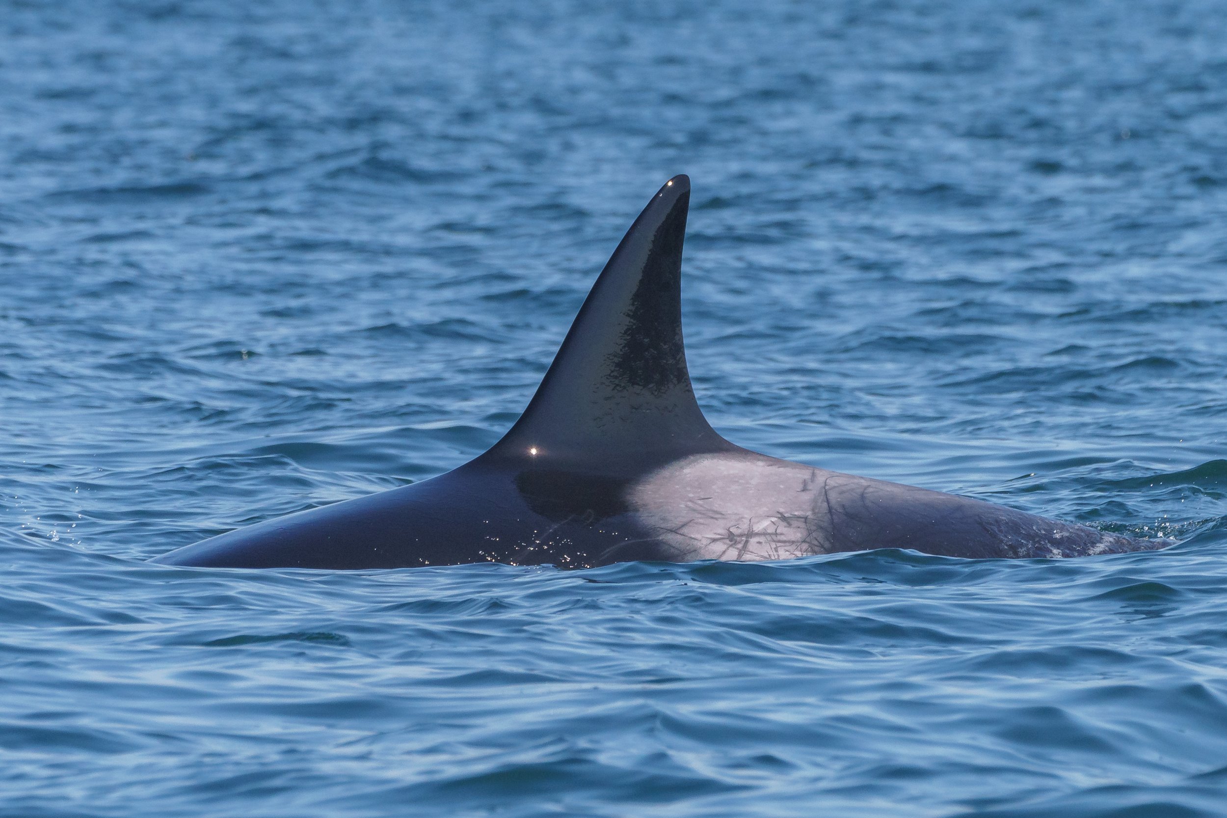 September 9, 2023 - Two groups of orca, as well as 7 Humpback Whales!