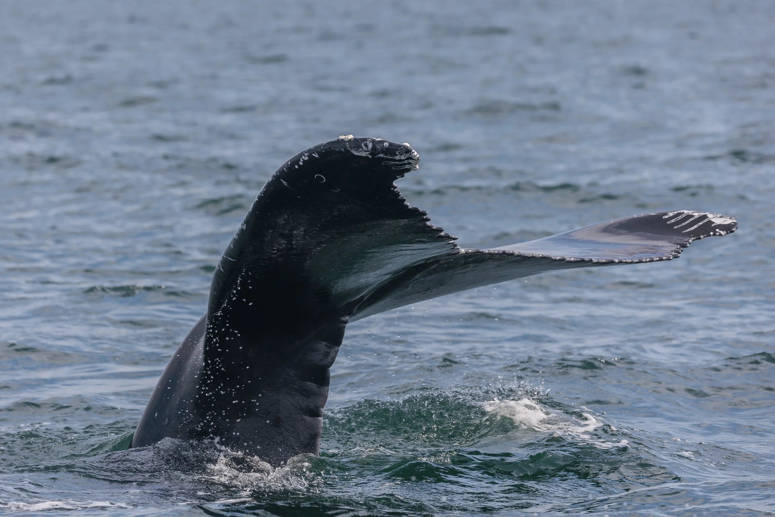 September 10, 2023 - Two Pairs of Humpback Whales Traveling in the Salish Sea
