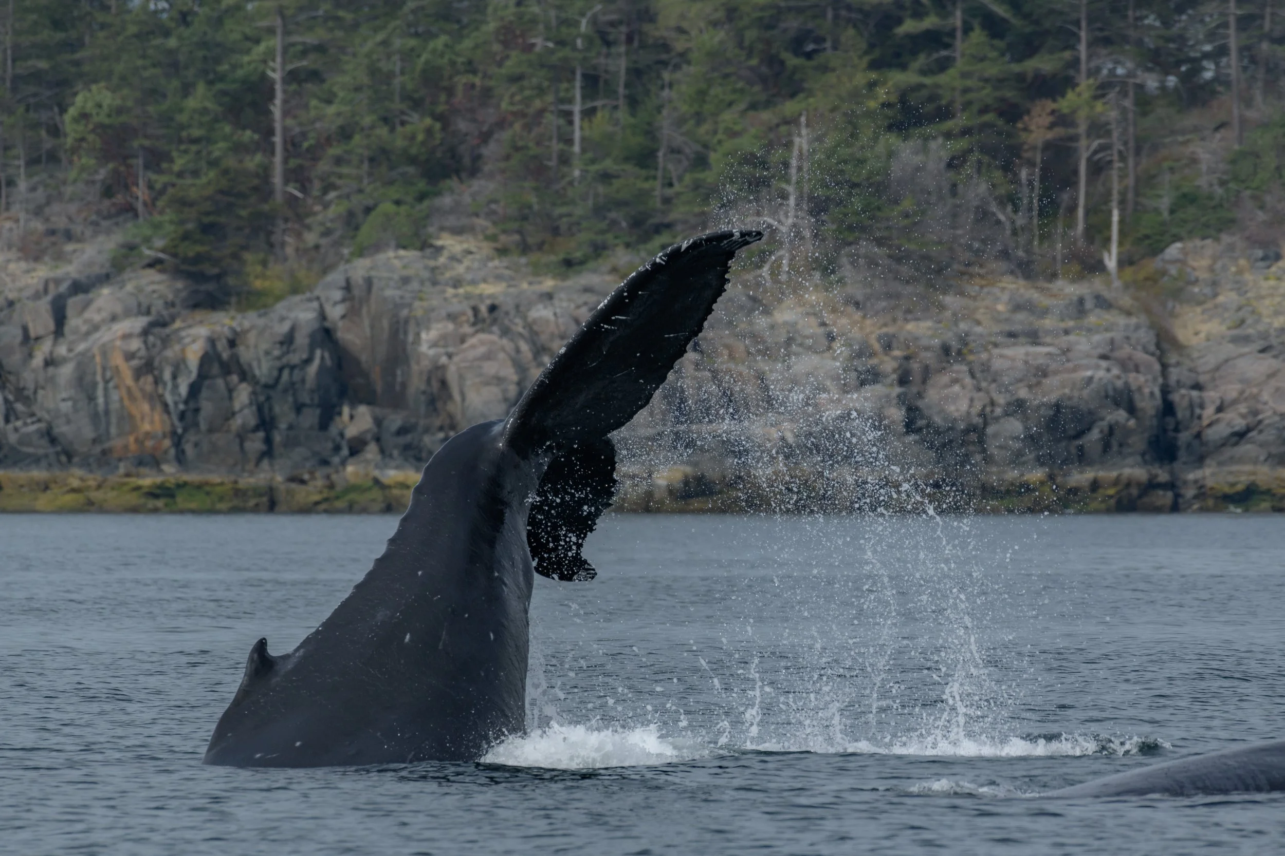 September 11, 2023, 10:30 AM - Too Many Humpbacks to Count (but we did, it was 15)