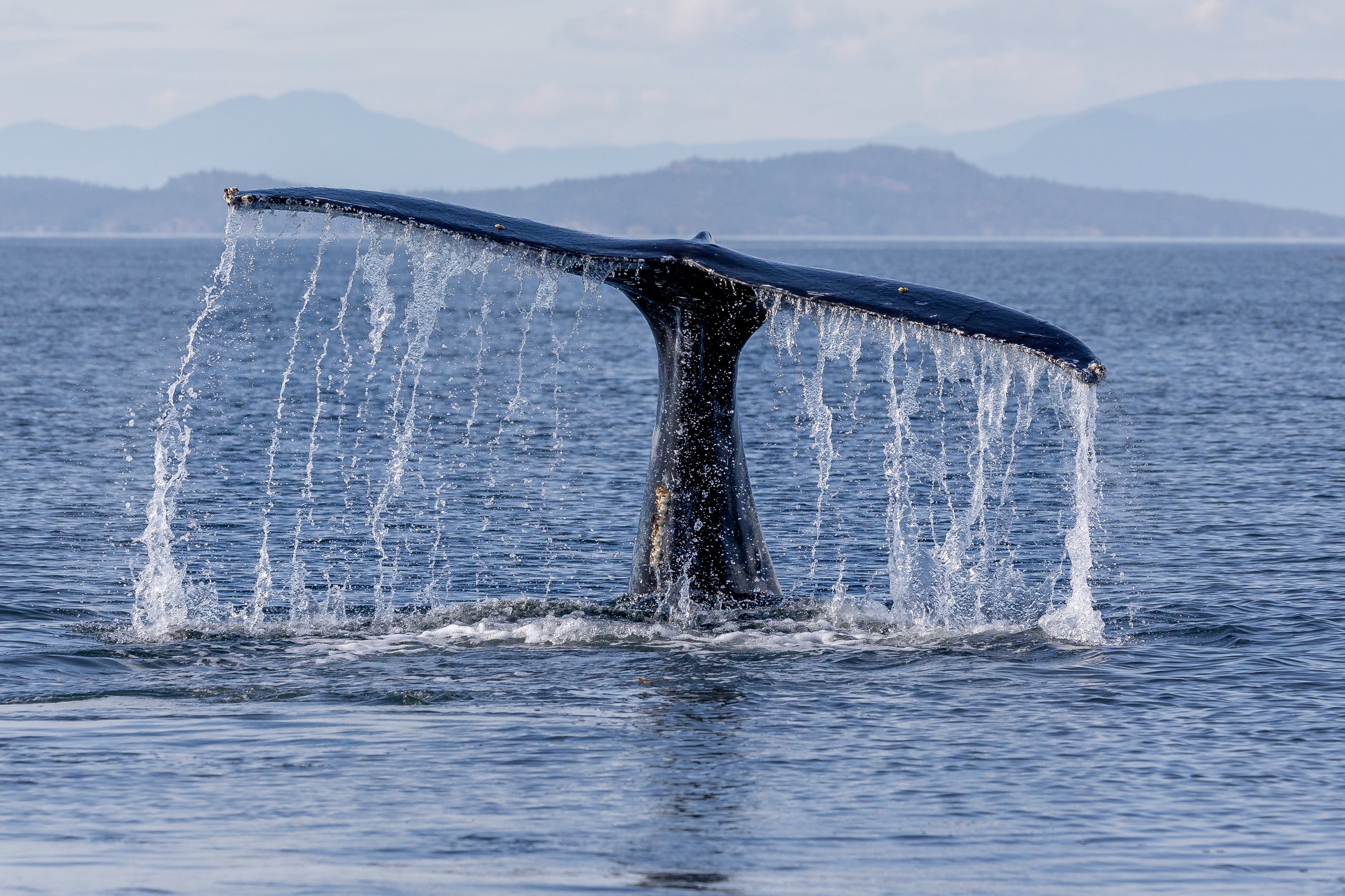 September 11, 2023, 3:30 PM - A happy little humpback is spotted "snaking" while the others snack away