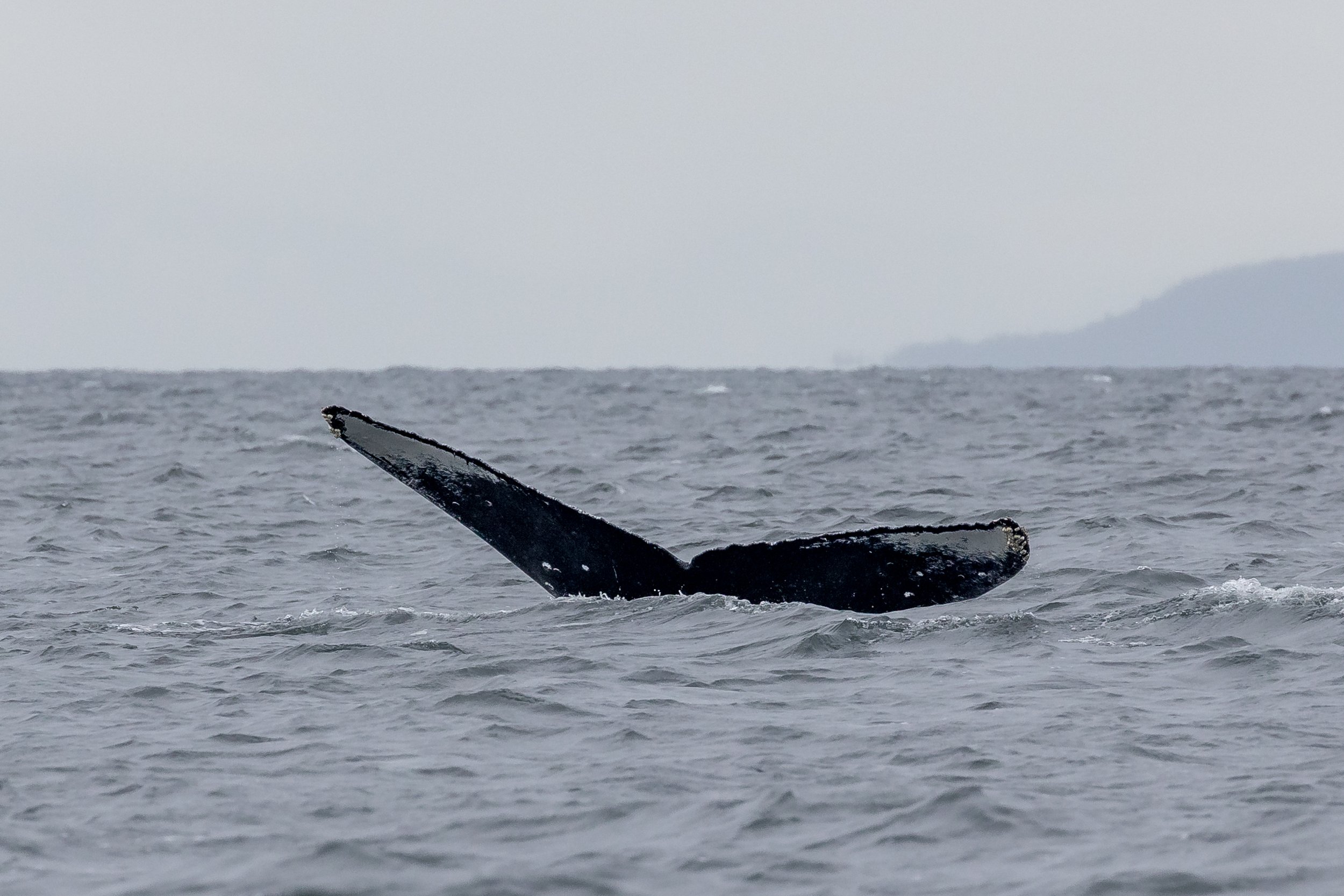 September 12, 2023 - Humpbacks in the Strait